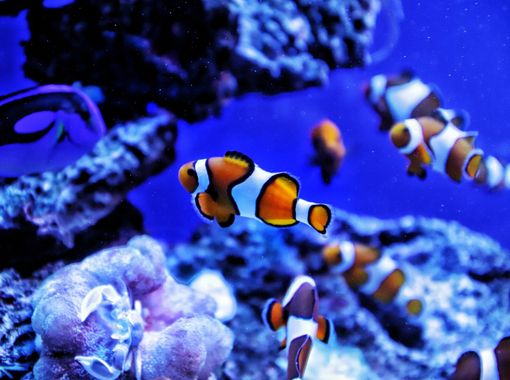 Several bright orange and white clownfish swim through a dark coral reef in blue, underwater lighting.