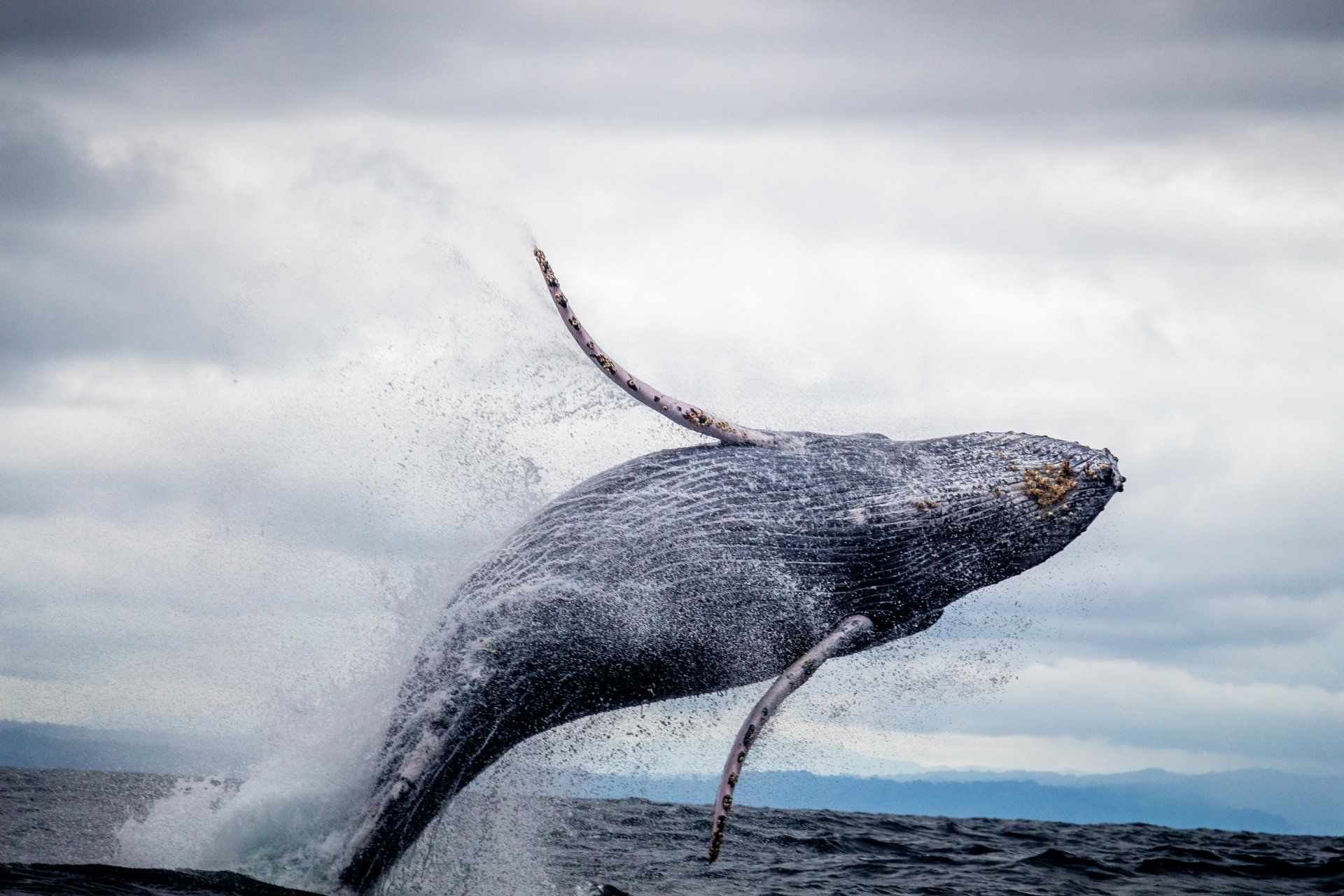 Whale Watching Tours in Gold Beach, OR
