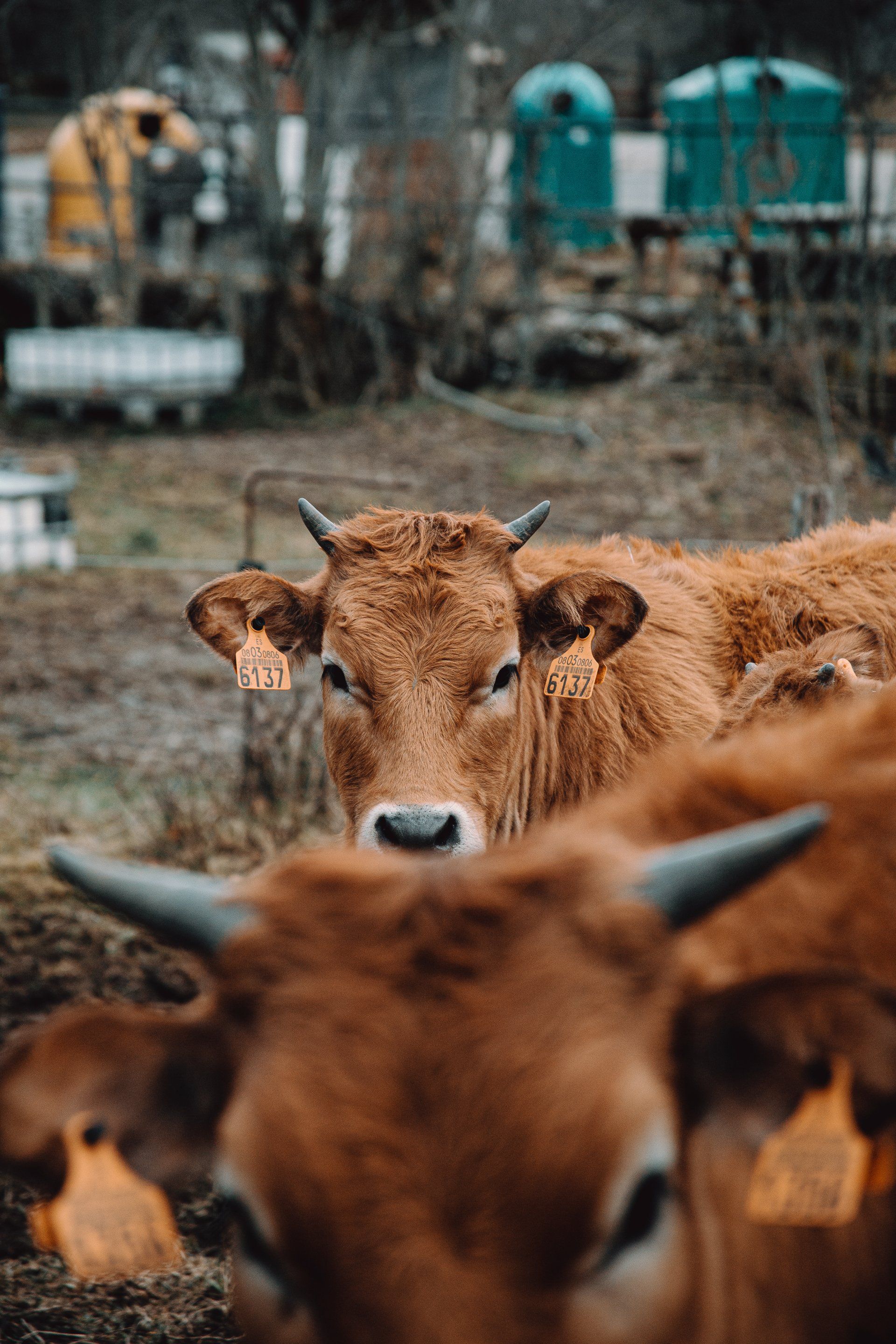 2 brown cows looking into the camera