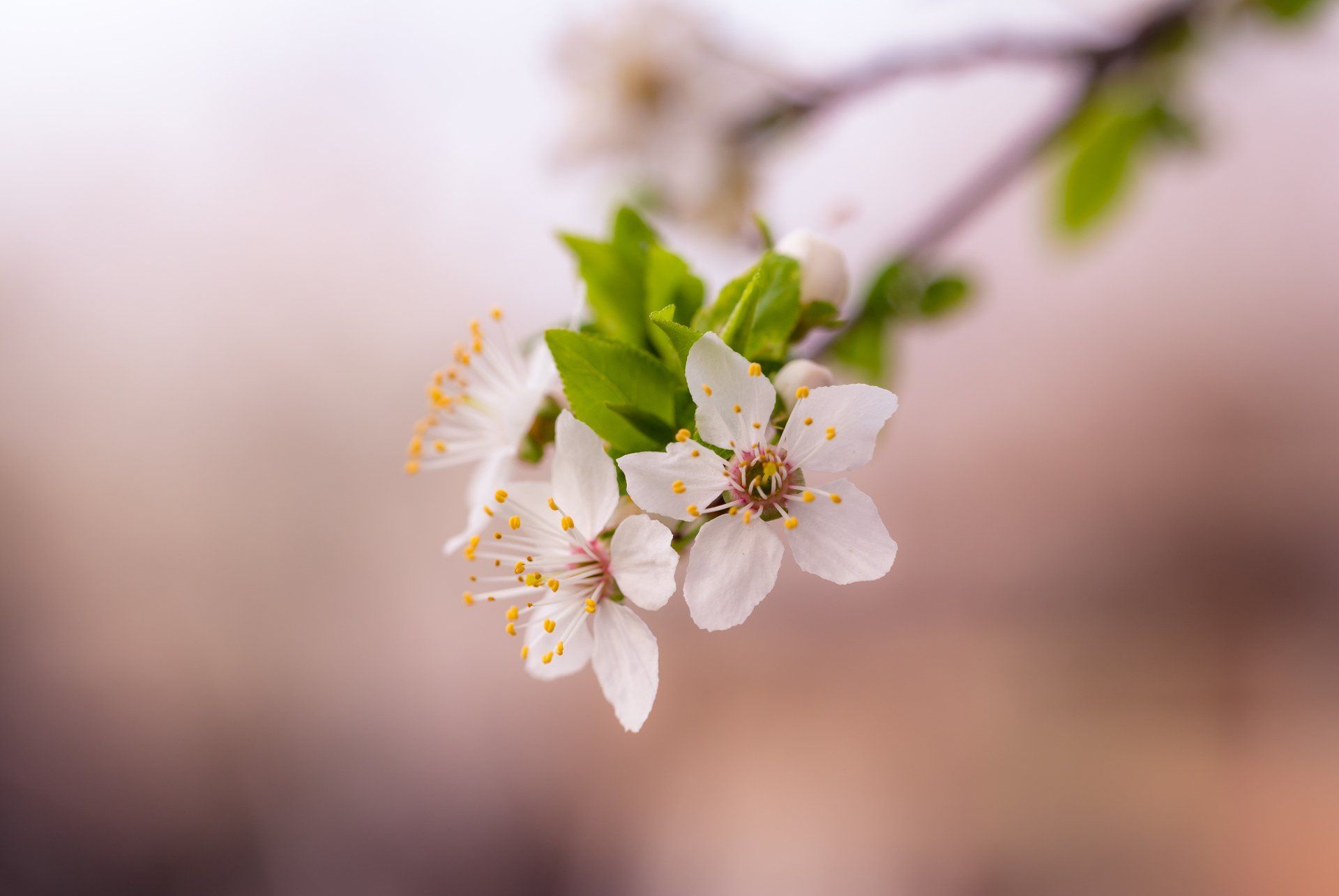 A close up of a white flower on a tree branch.
