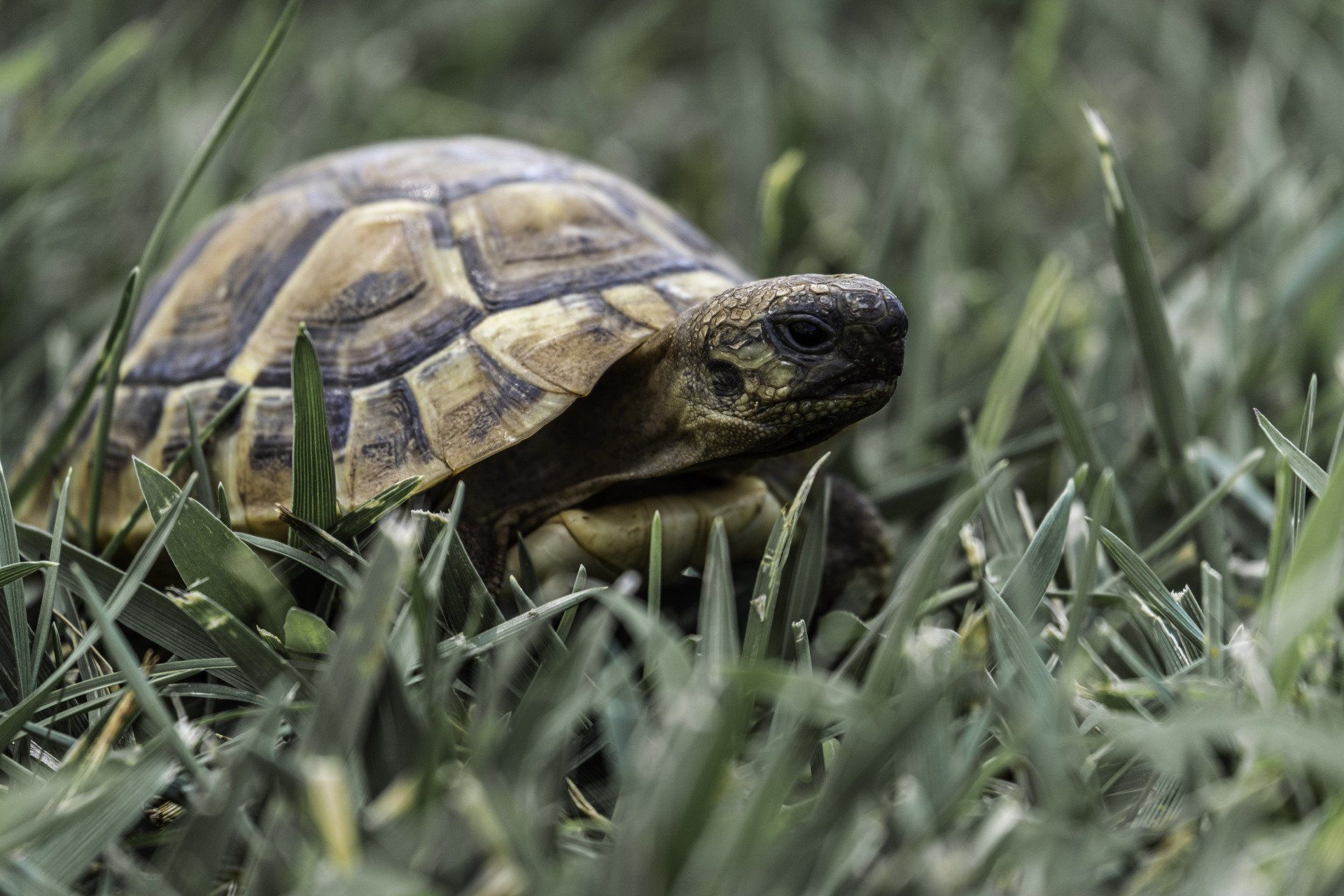 photo of a turtle in the grass