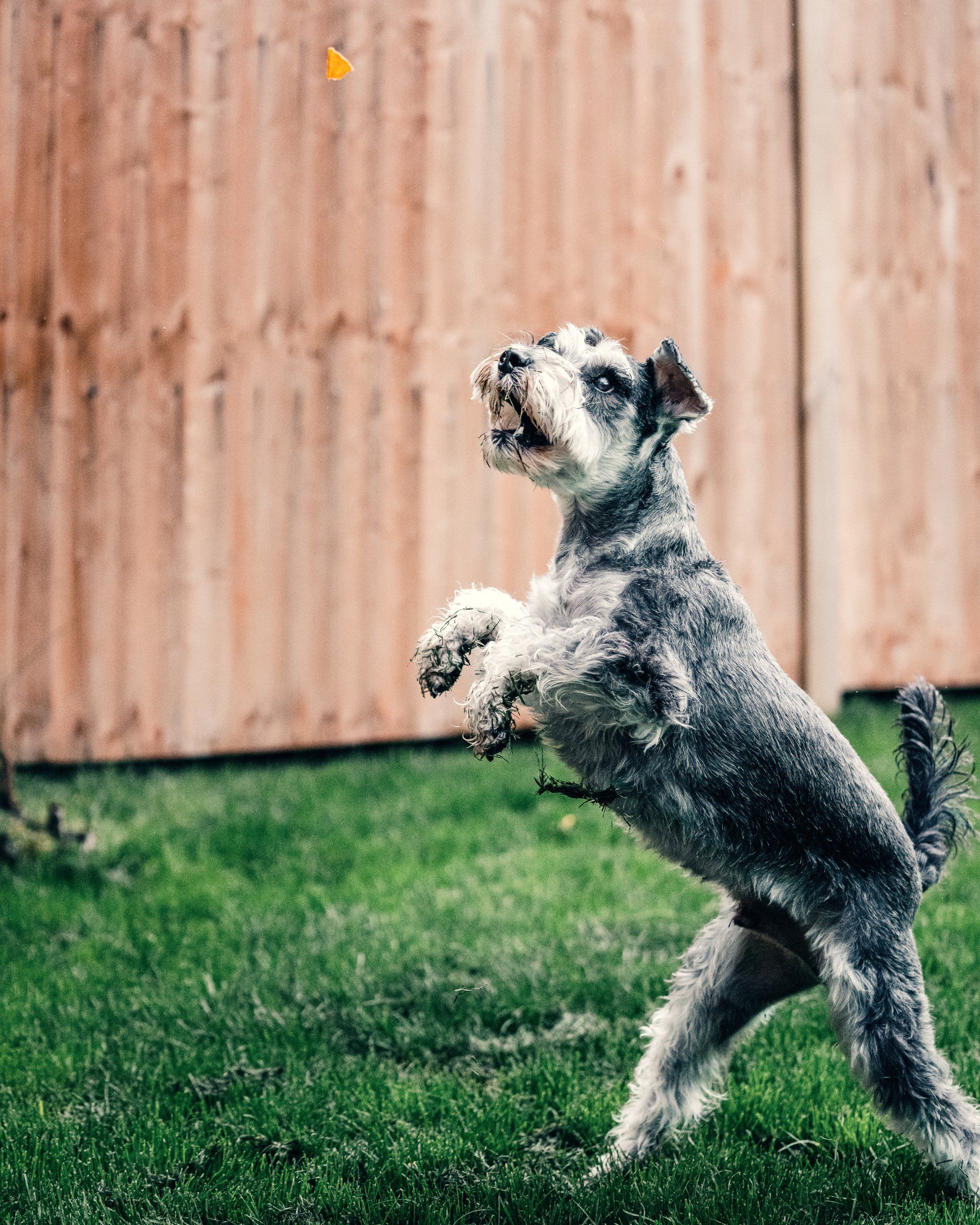 Black and white dog jumps up to grab a treat