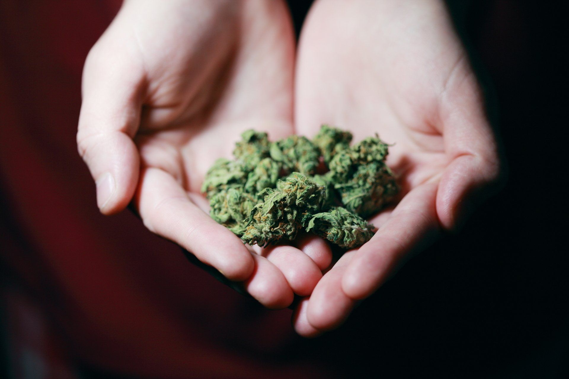 Two hand holding marijuana