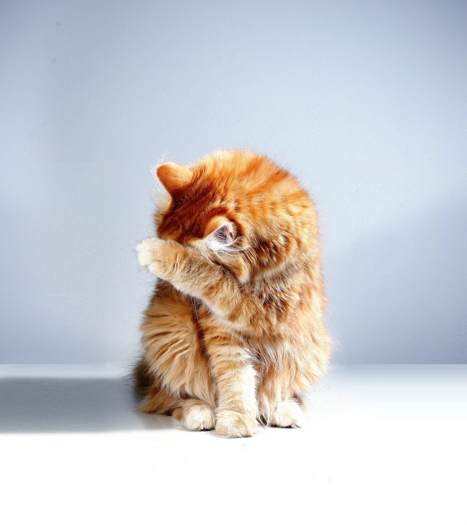 Cat grooming Andover