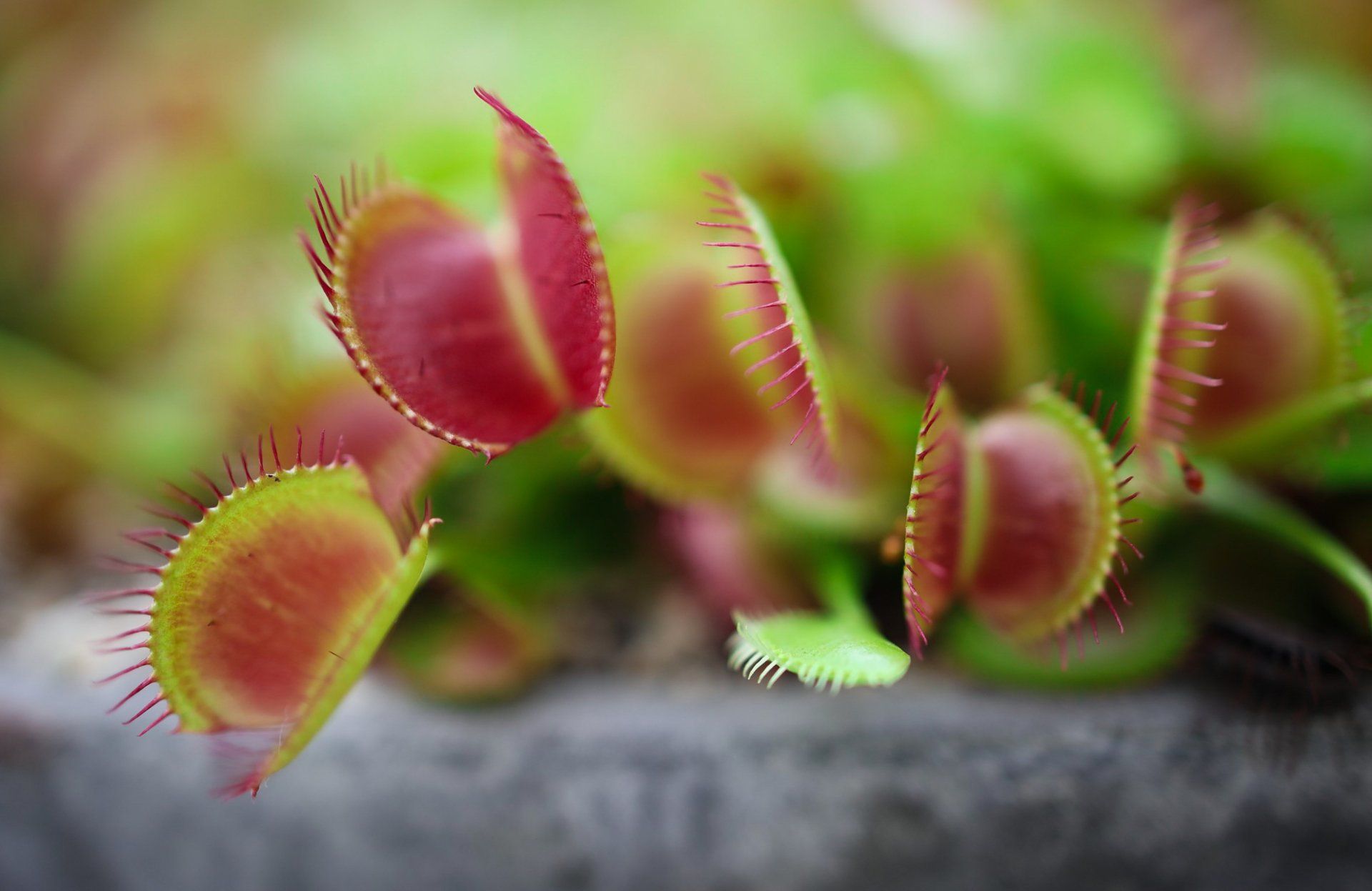 Venus Fly Traps