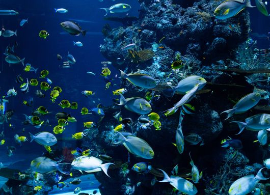A large school of tropical fish swimming around a dark, rocky coral reef in a deep blue aquarium.