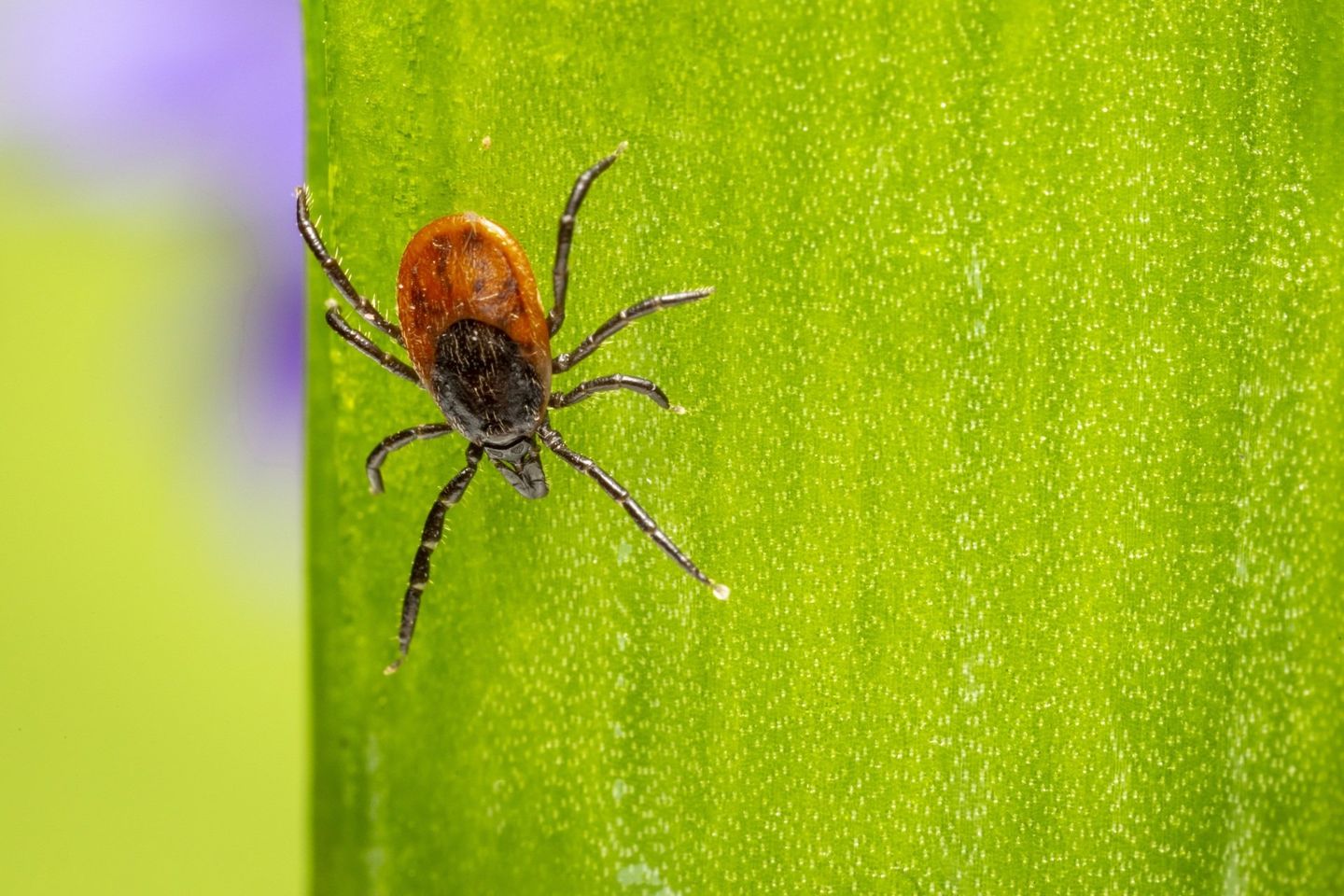 tick control