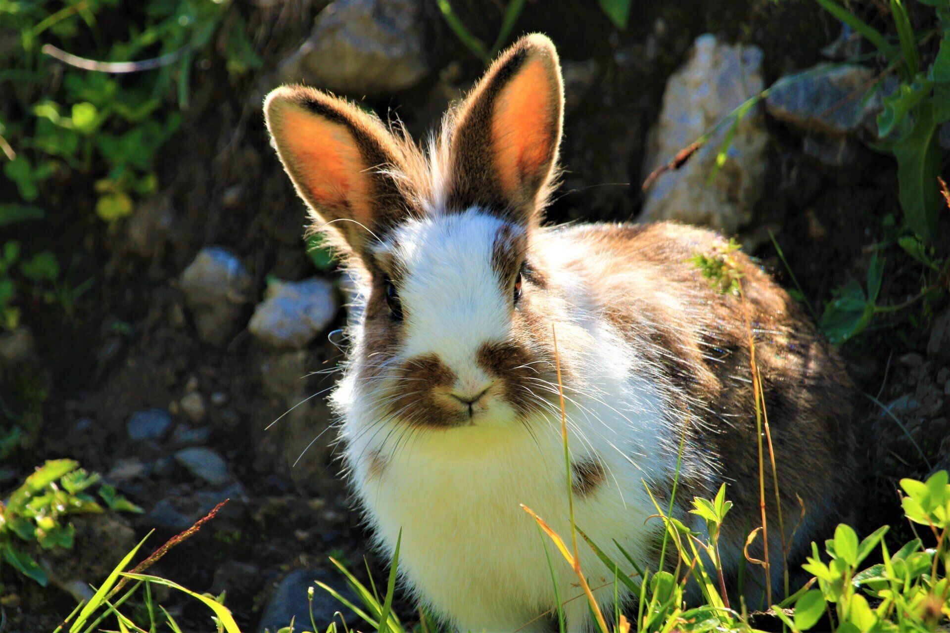 Bunny Rabbits