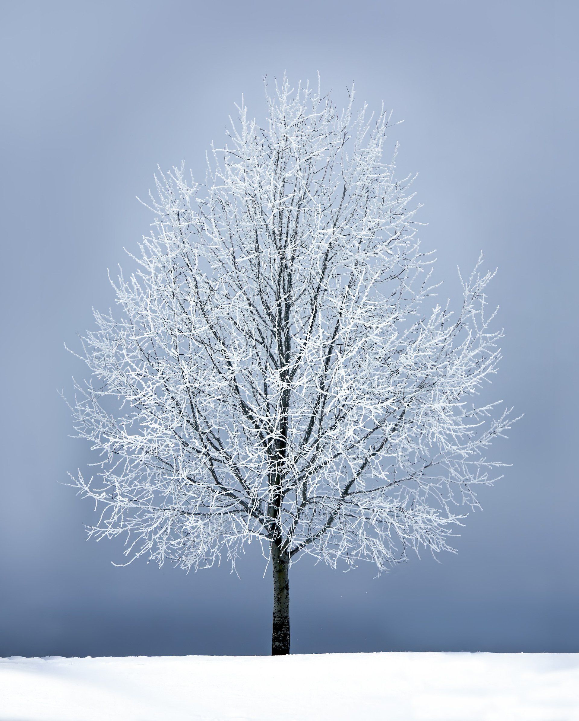 A tree covered in snow is standing in the middle of a snowy field.