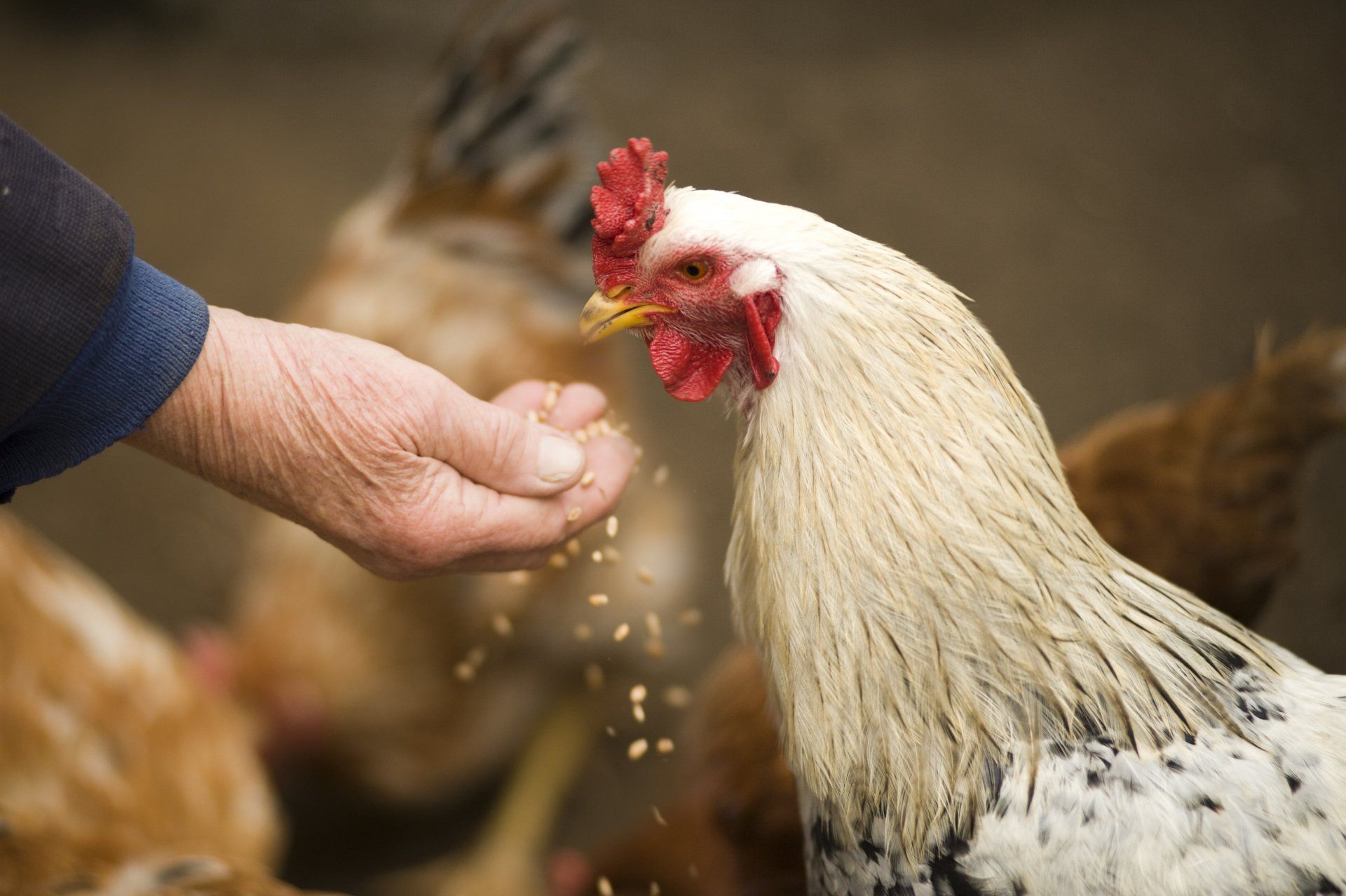 Une personne nourrit un poulet avec sa main