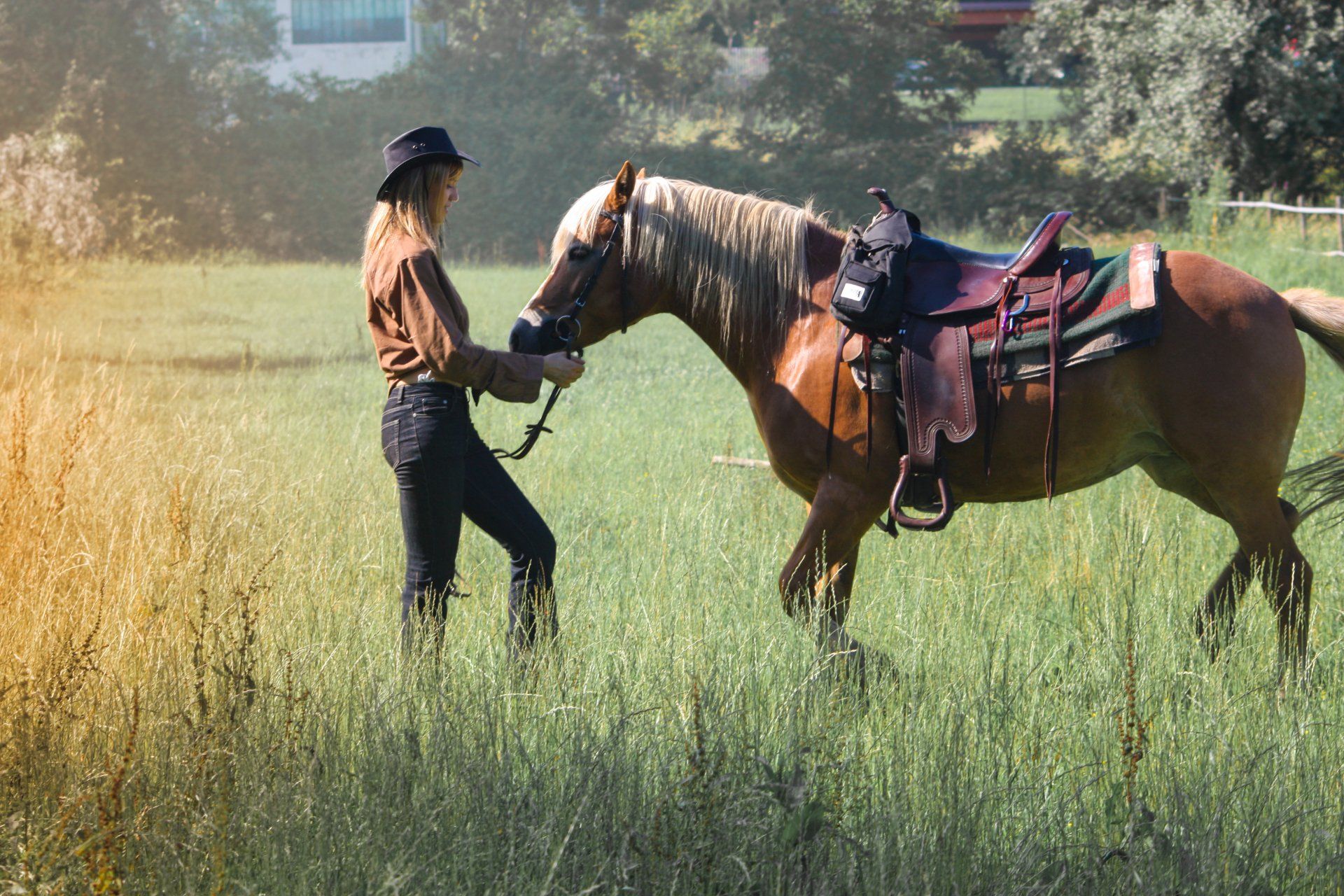 horse supplements