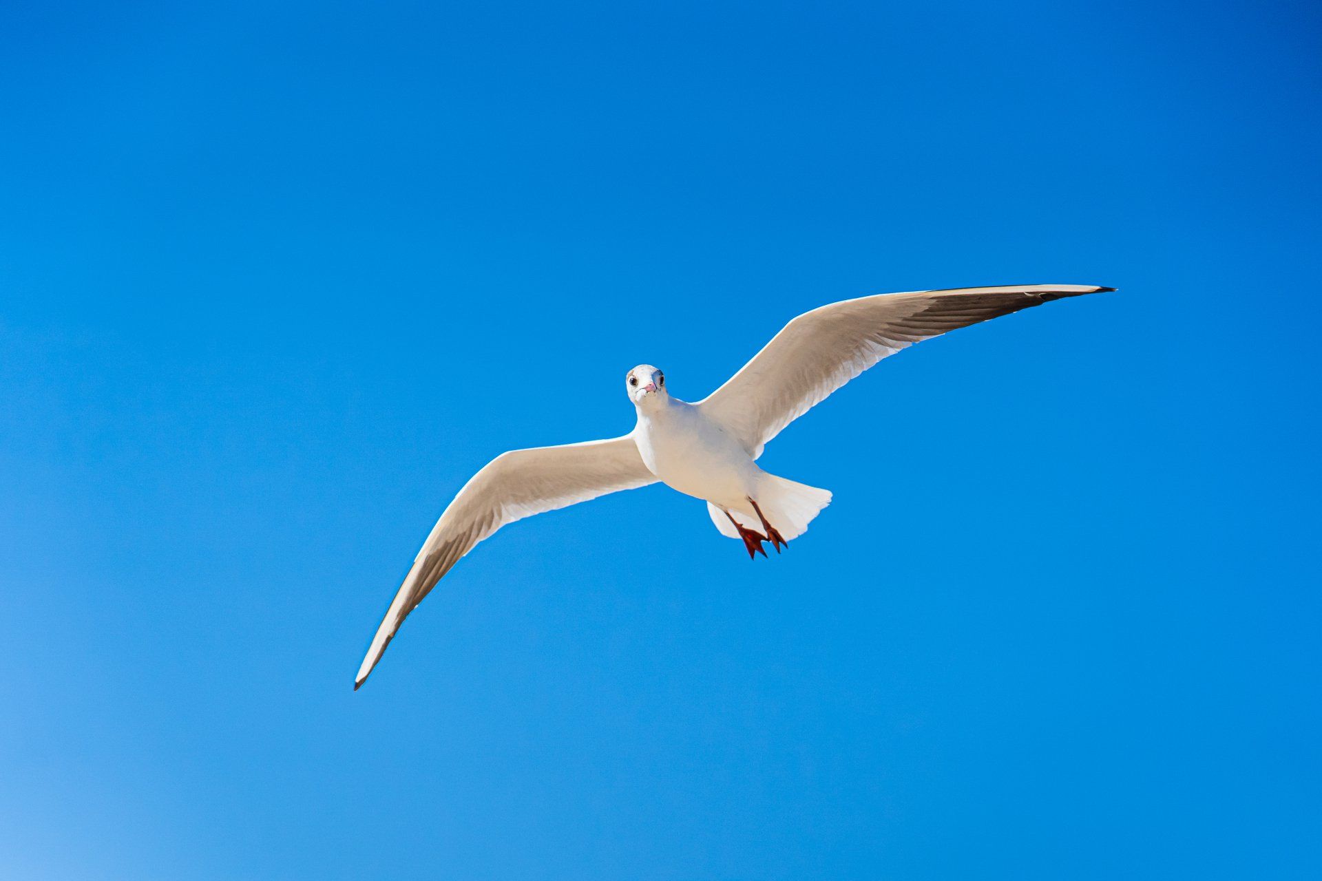 Seagull in the sky over Forked River NJ Seagull in the sky over Forked River NJ