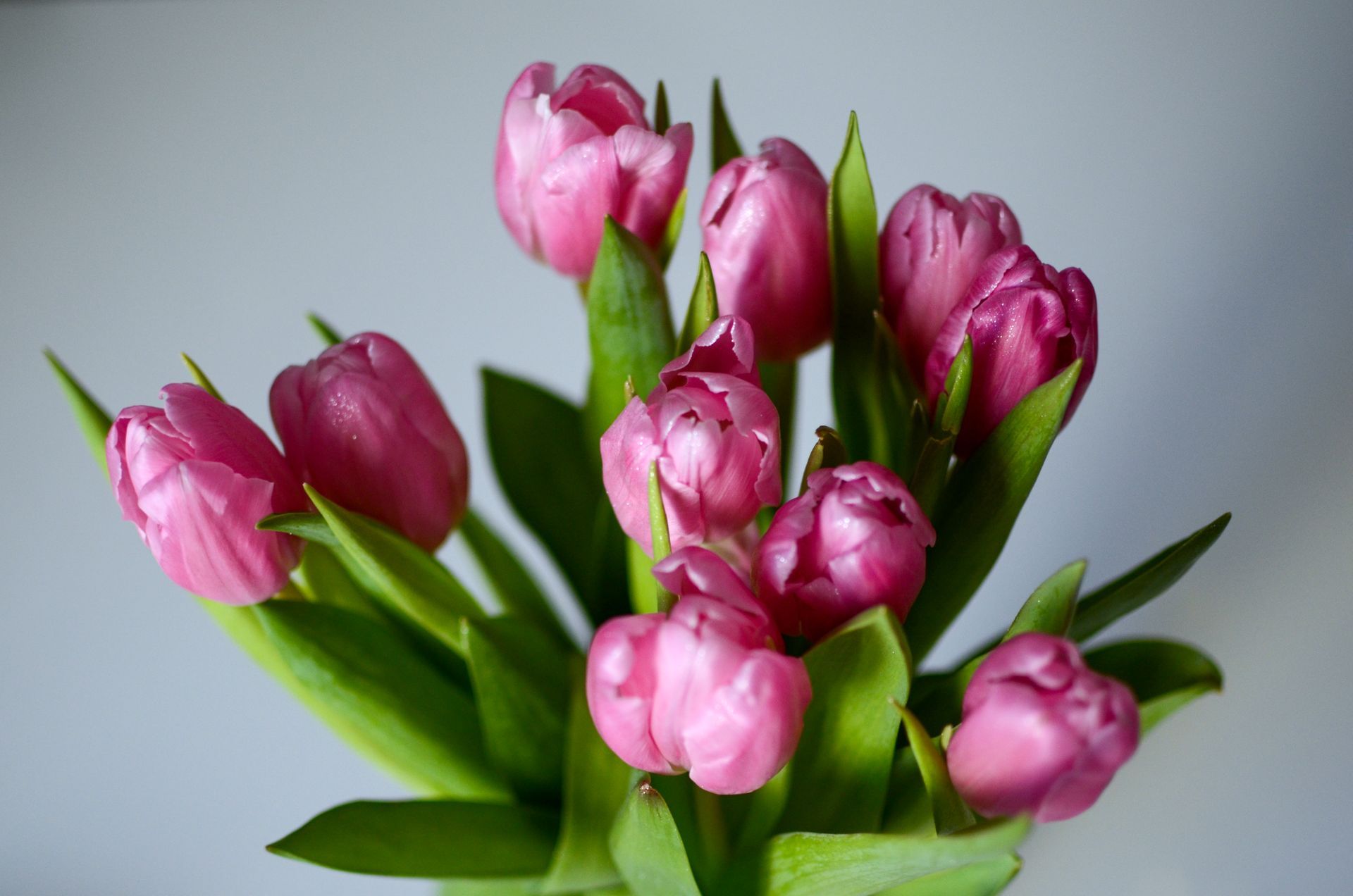 Bloom My House, DIY flowers