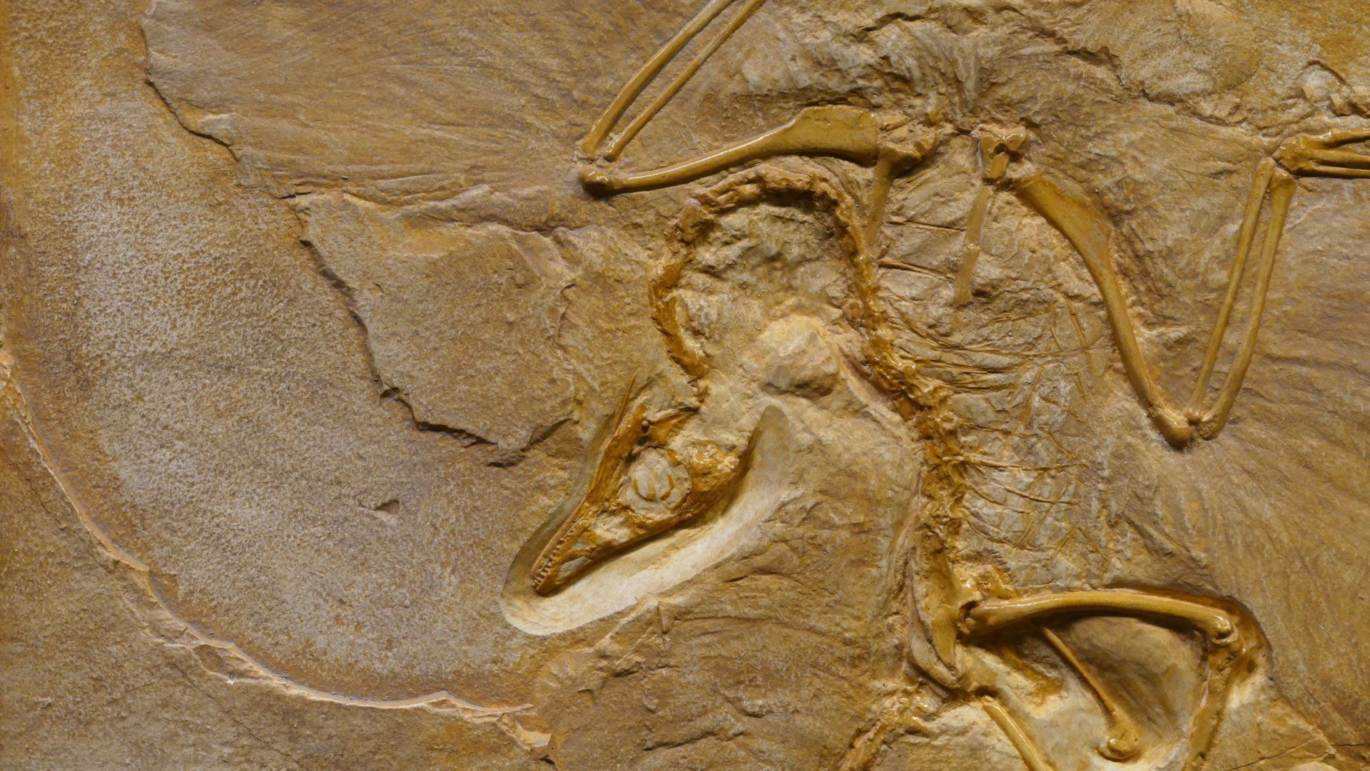 fossil