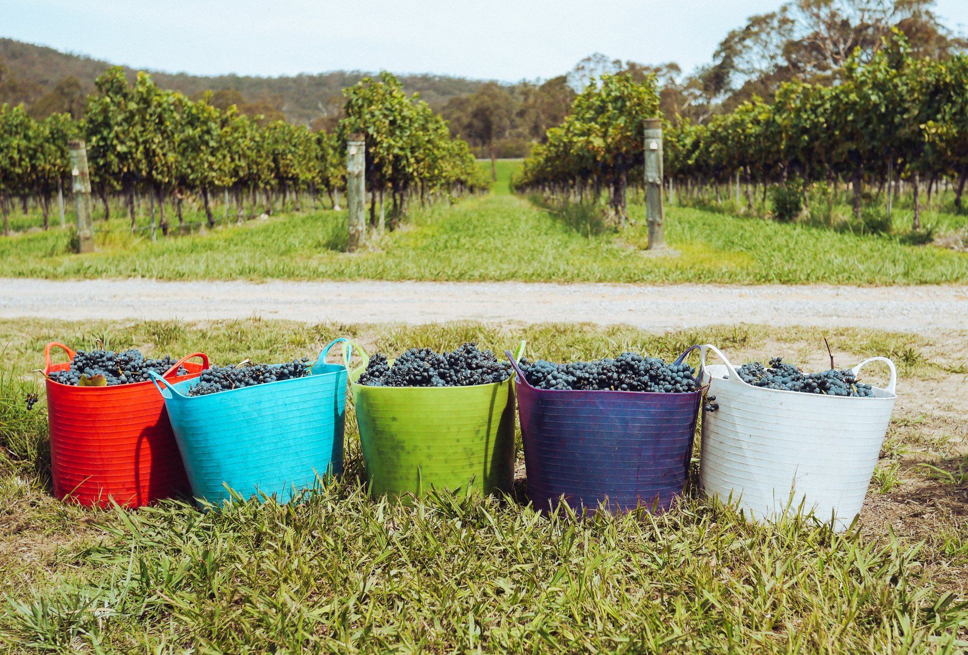 The History and Origins of Pinot Gris Wine and How It Got to BC
