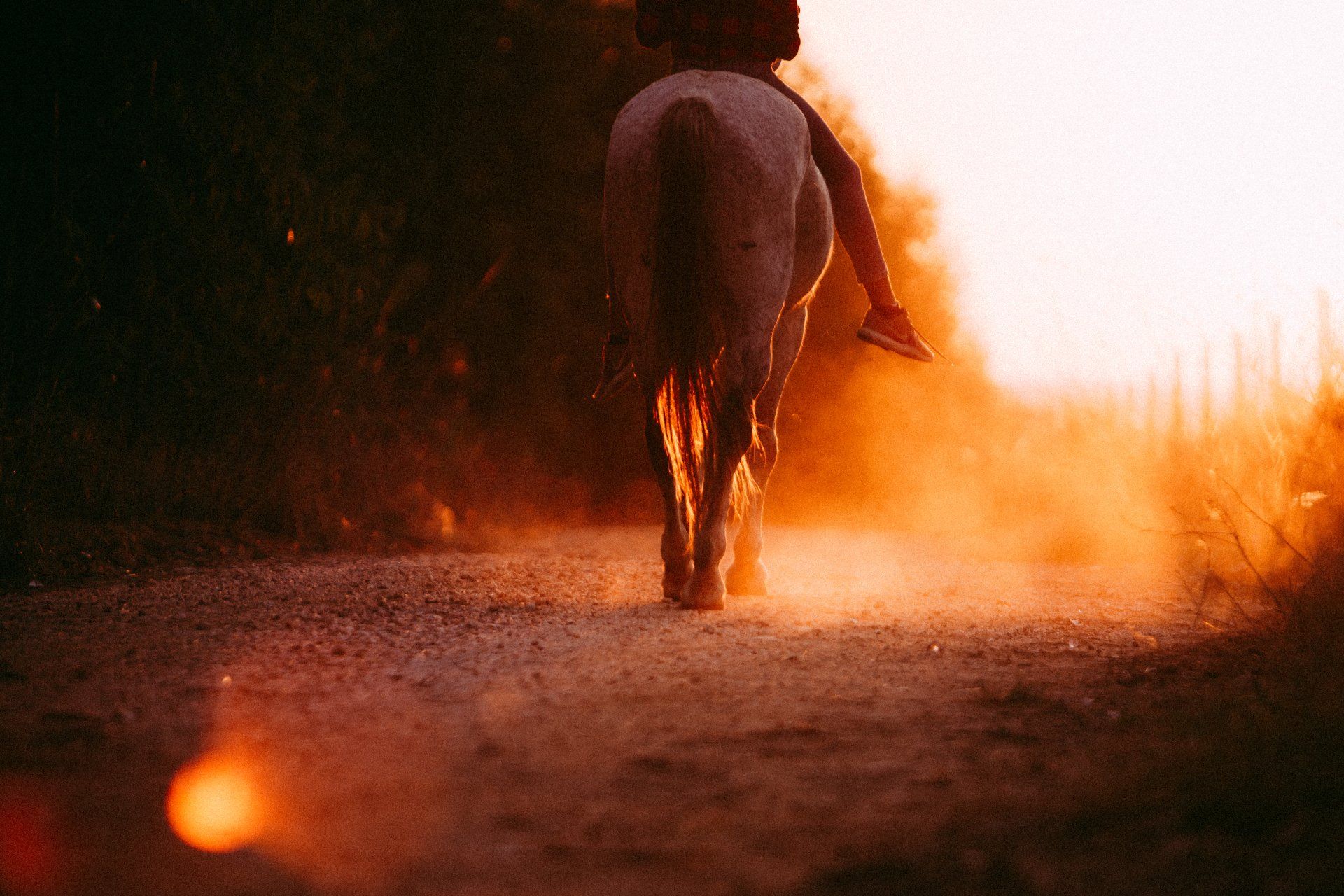 a horse and rider, riding down a dusty trail during the golden hour at sunset