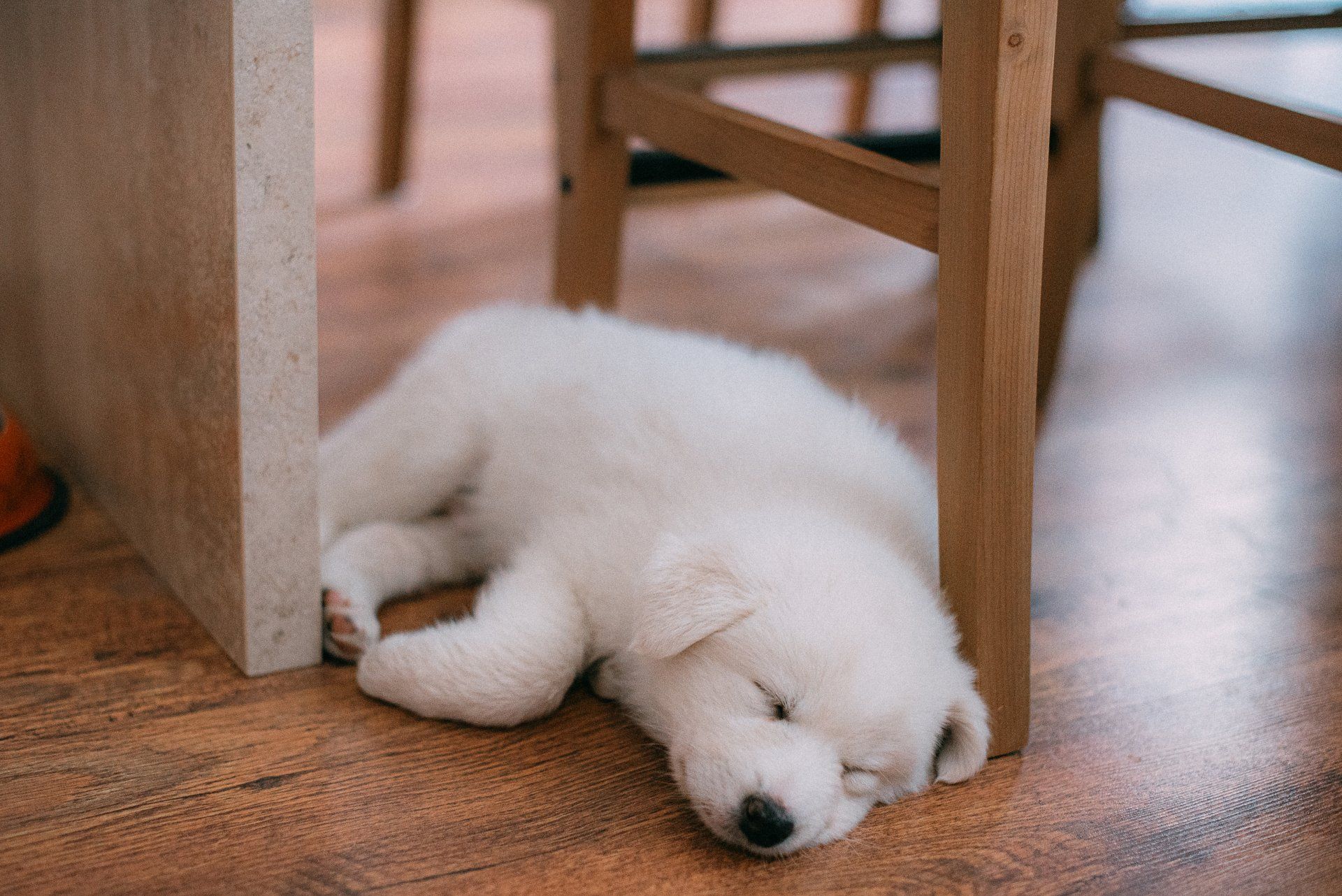 puppies new york