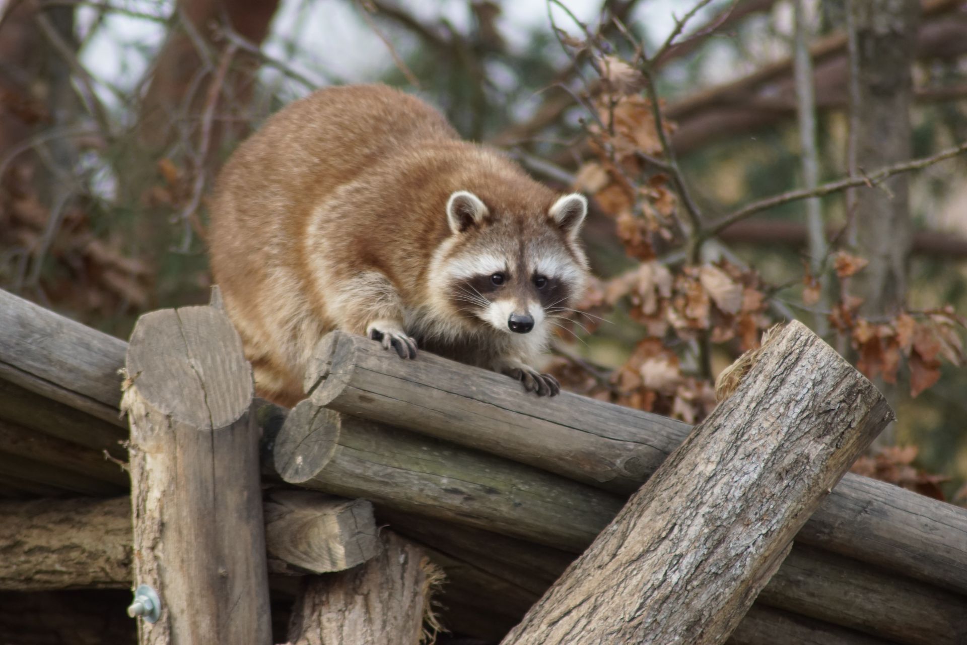 Managing Wildlife Intrusions Managing Wildlife Intrusions: Effective Solutions from Pestify Pest Control in Suffolk County, Long Island - Pestify Pest Control Blog