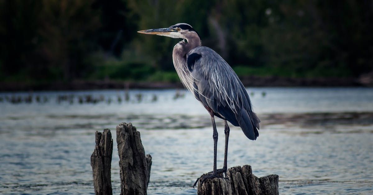 Why Hand Feeding Blue Herons is Dangerous and Illegal