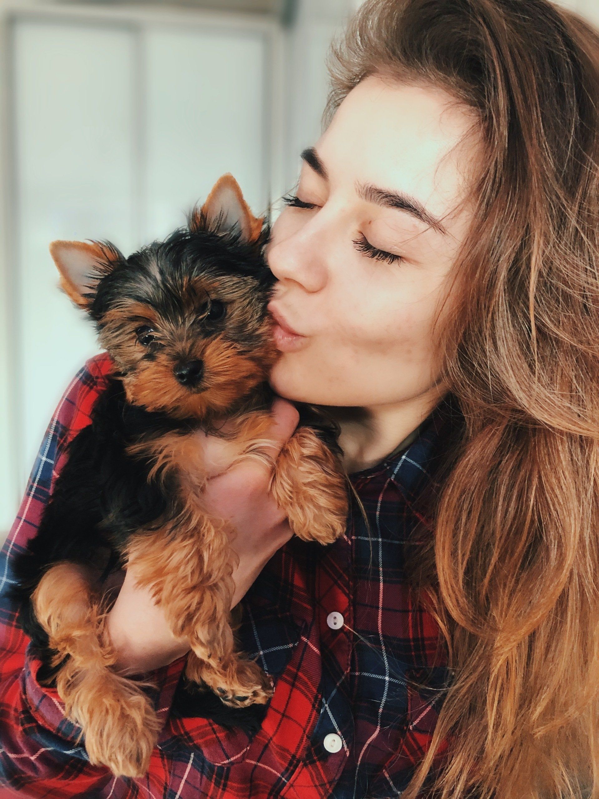 yorkies