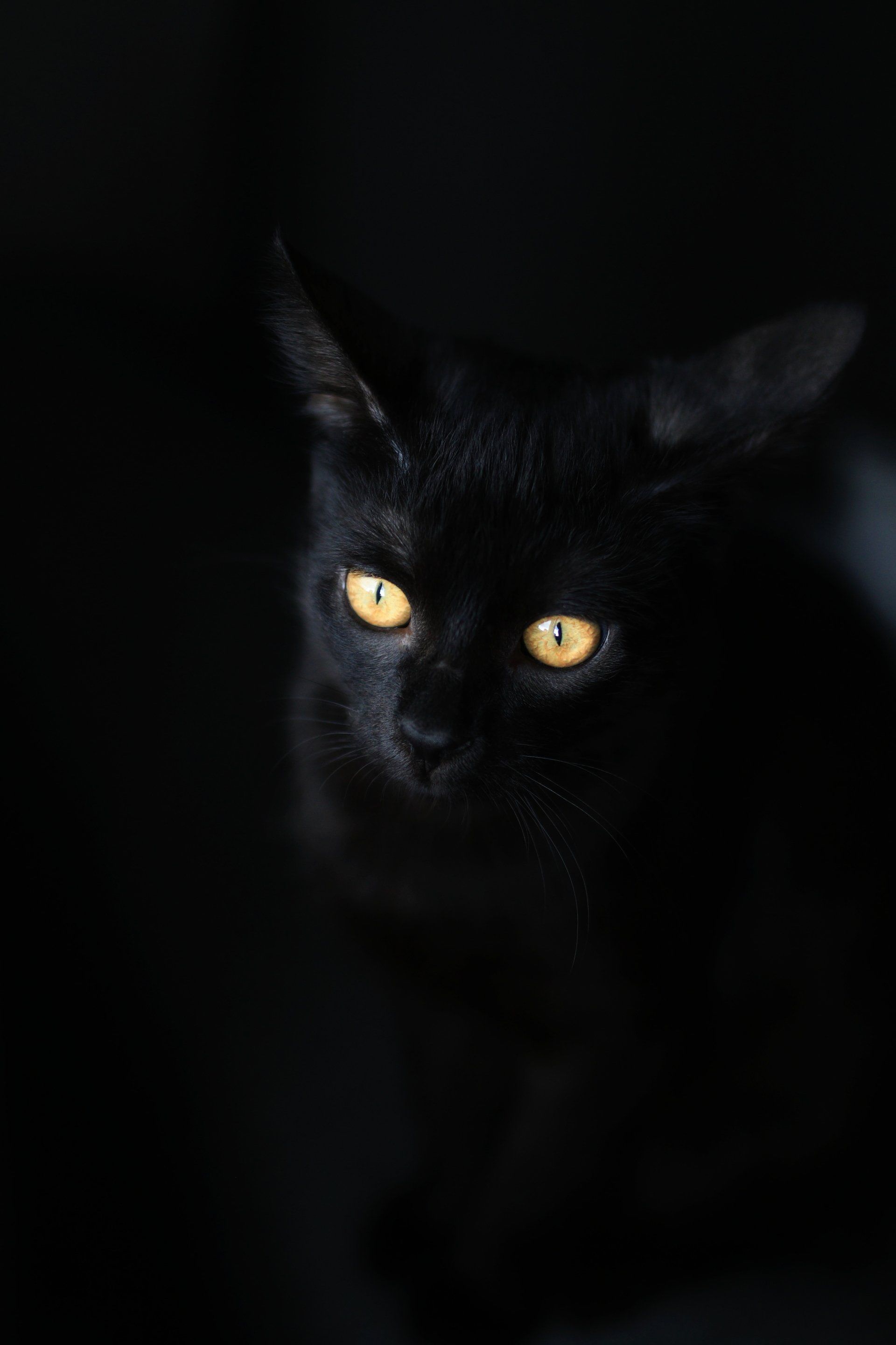 svart katt med gula ögon, svart bakgrund