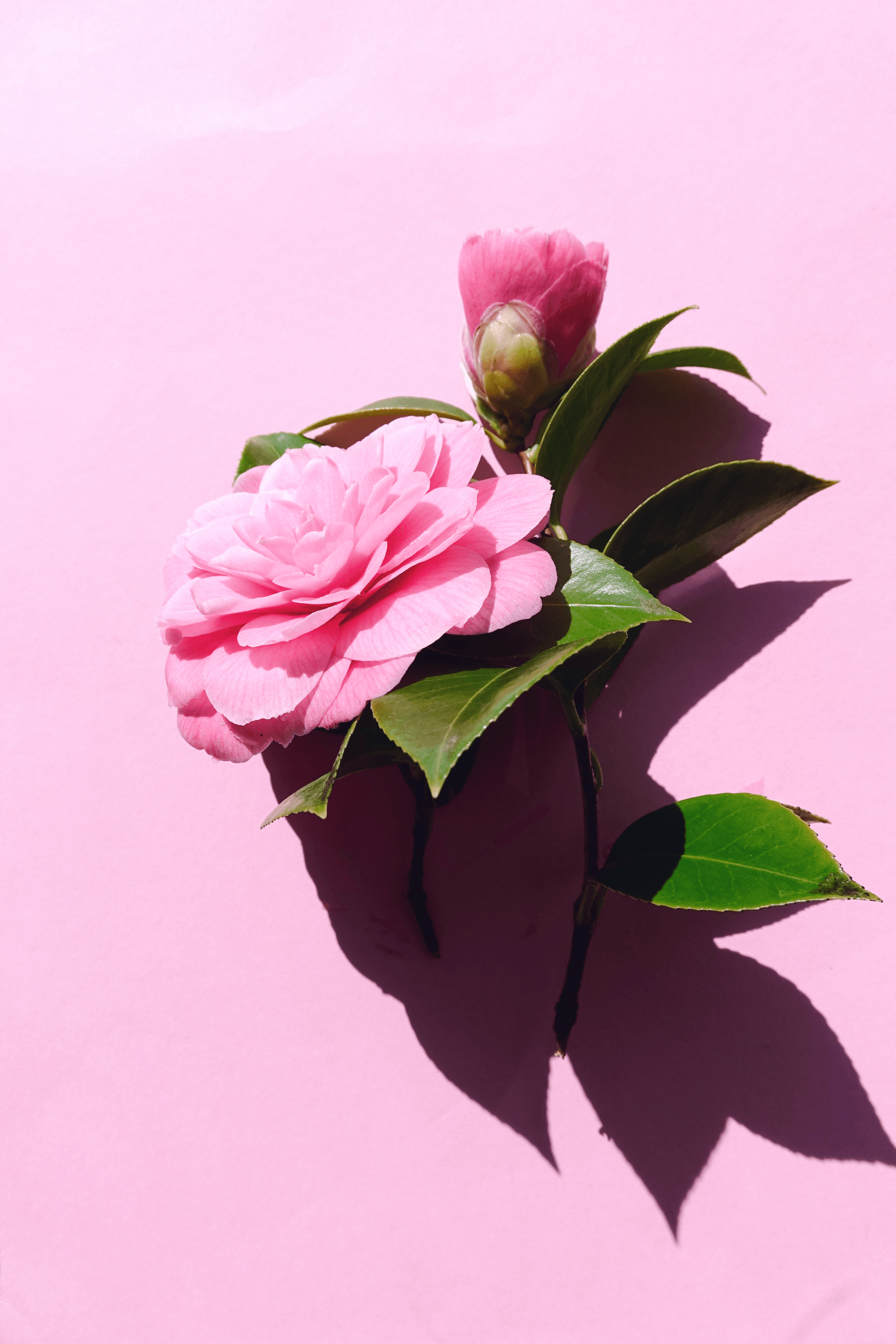 Camellia flower