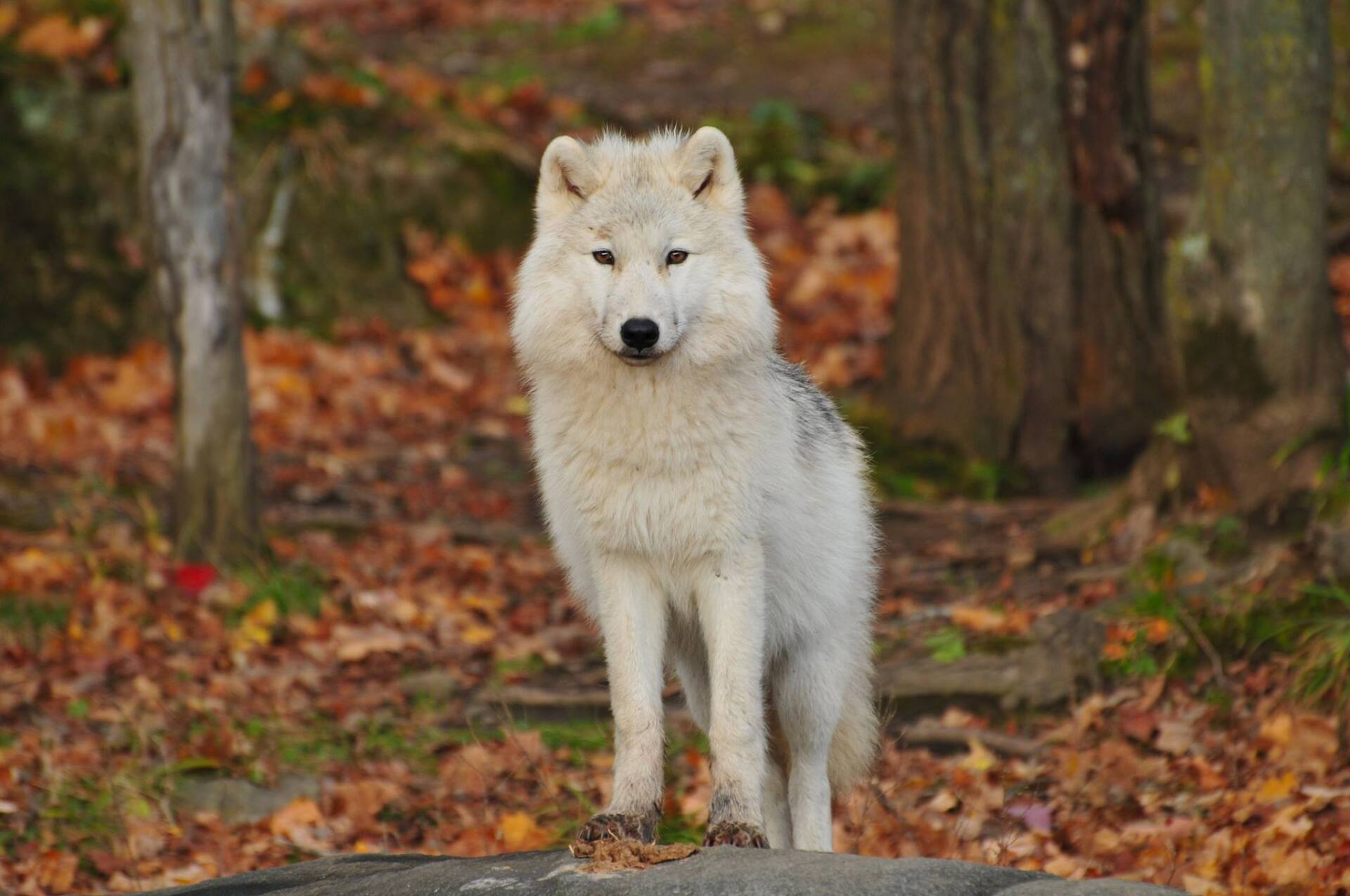 White wolf standing on a rock, in a forest with autumn leaves.
