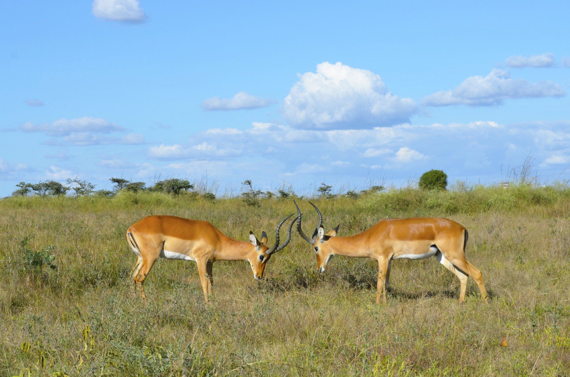 5 Star Mombasa Holidays