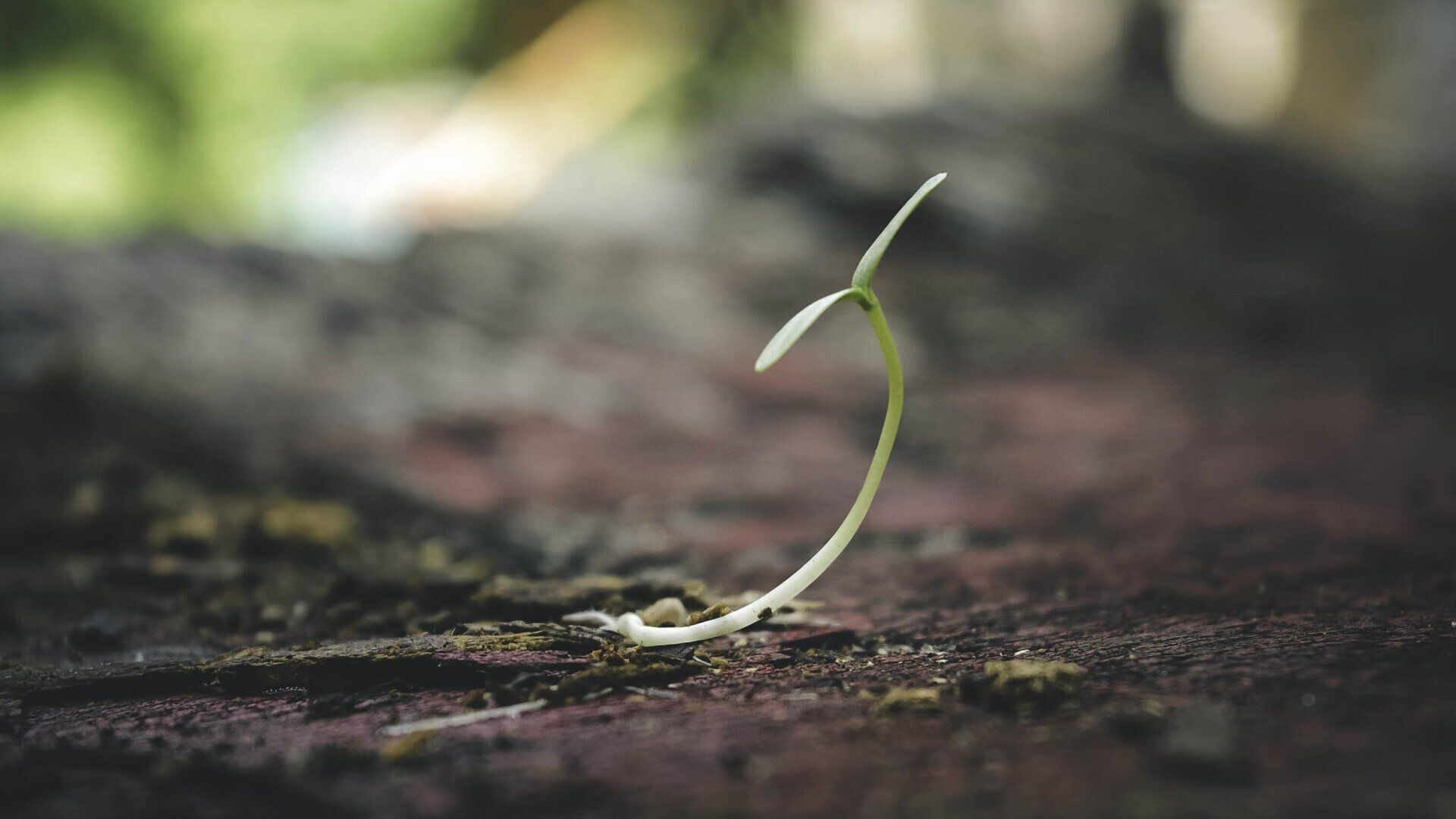 Miracle of a New Leaf by Sue Cartwright, Spiral Leaf