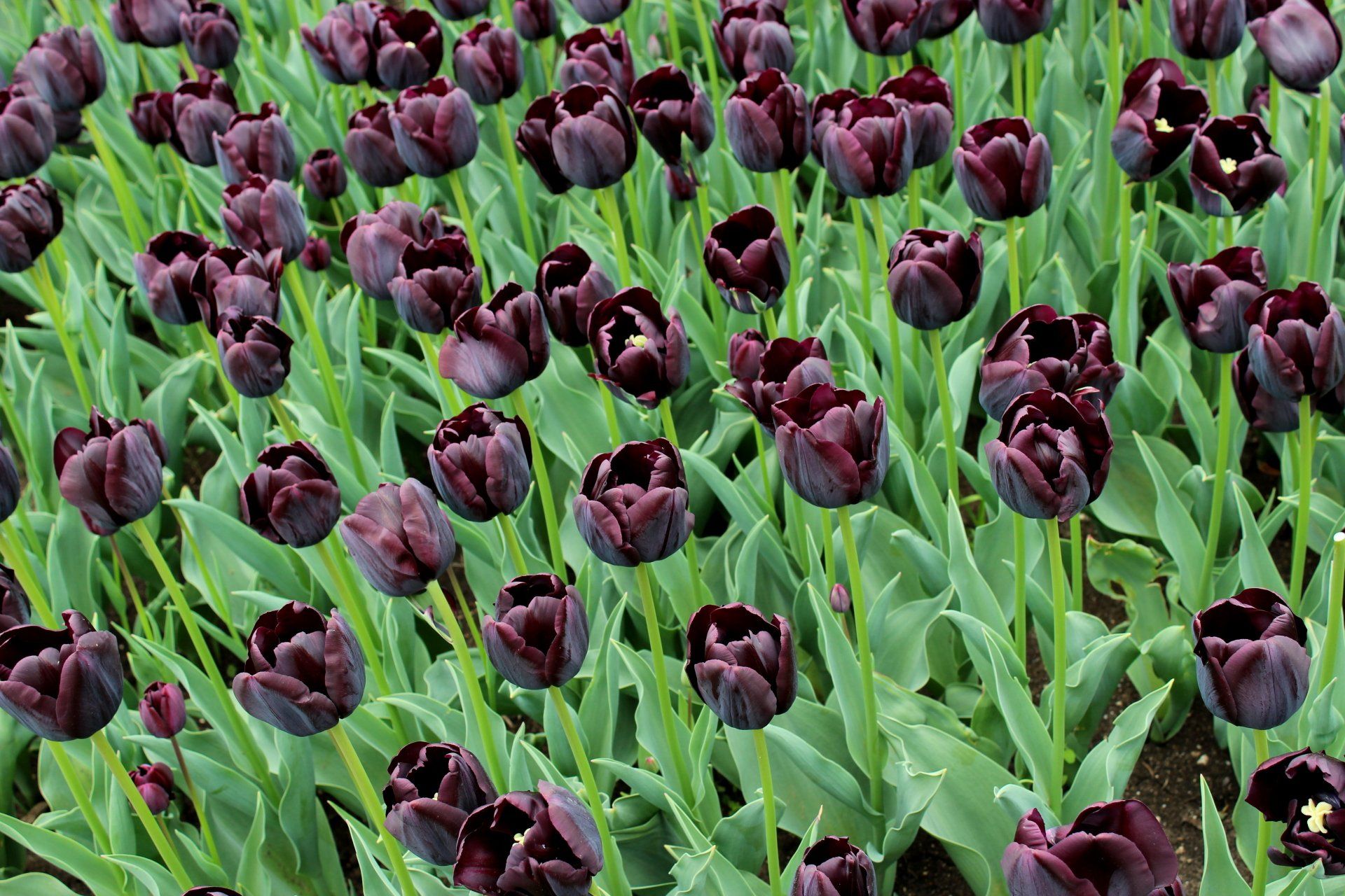 tulips