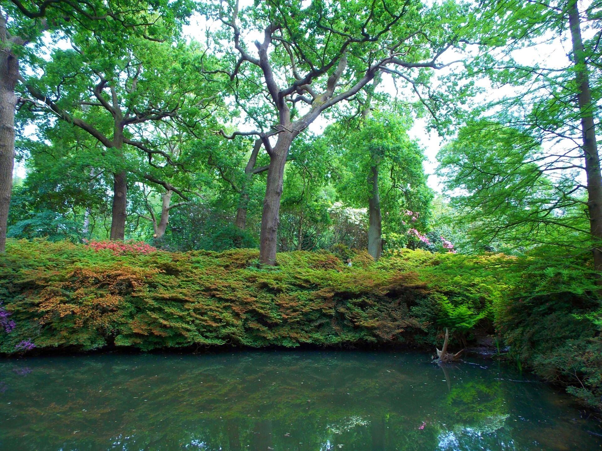A pond surrounded by trees and bushes in a park