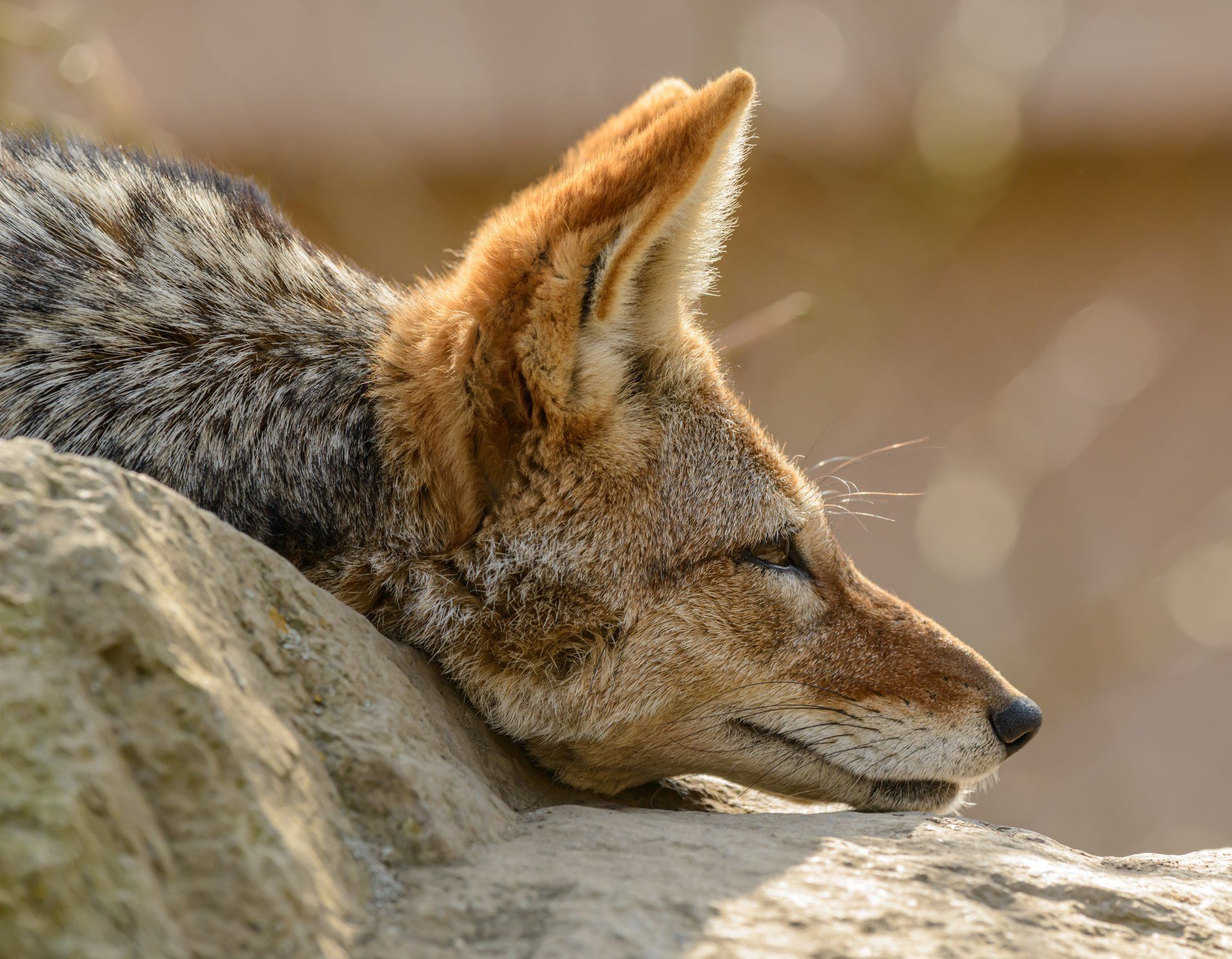 The Fox - A Poem by Sue Cartwright, Spiral Leaf