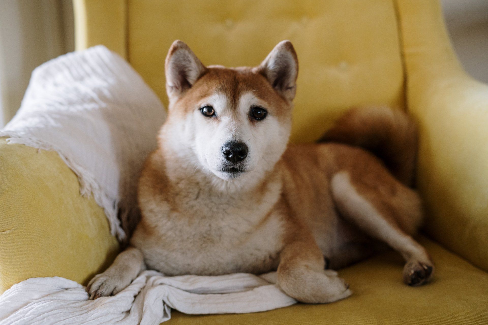 A shiba inu dog is laying on a yellow chair with a white blanket.