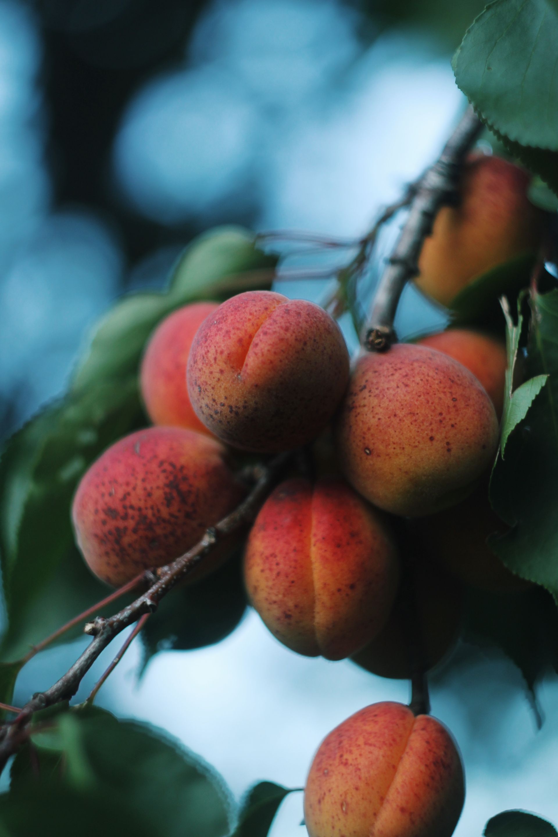 Mature reddish peaches hang in a clump from their tree.