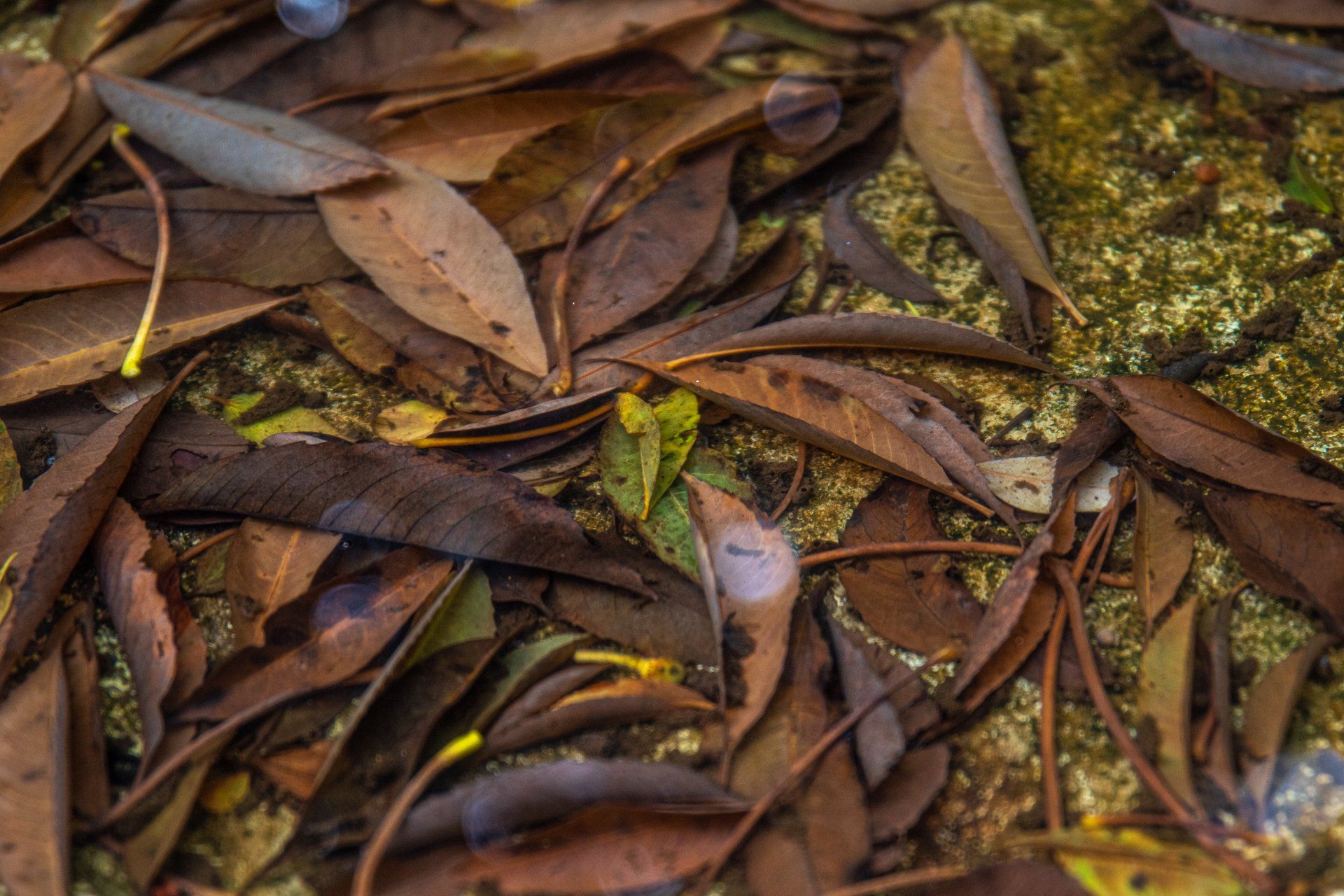 Organic waste