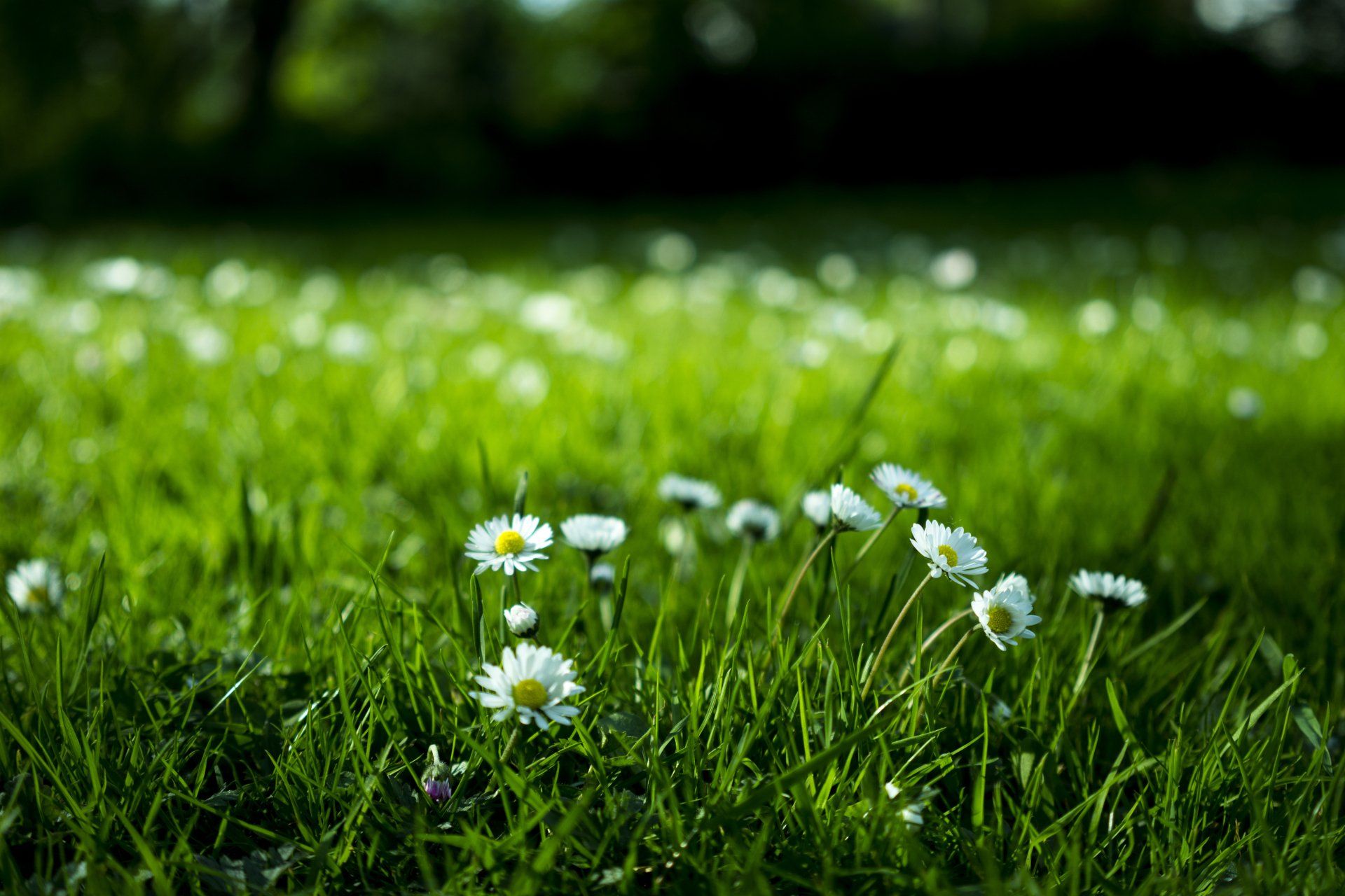 green grass