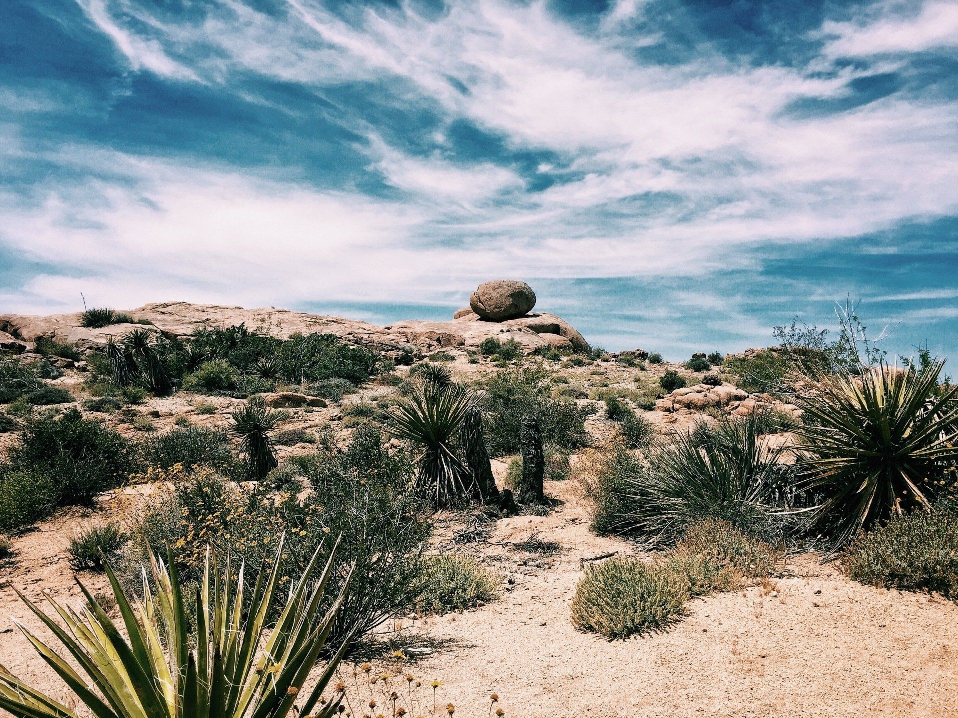 desert plants clouds blue sky