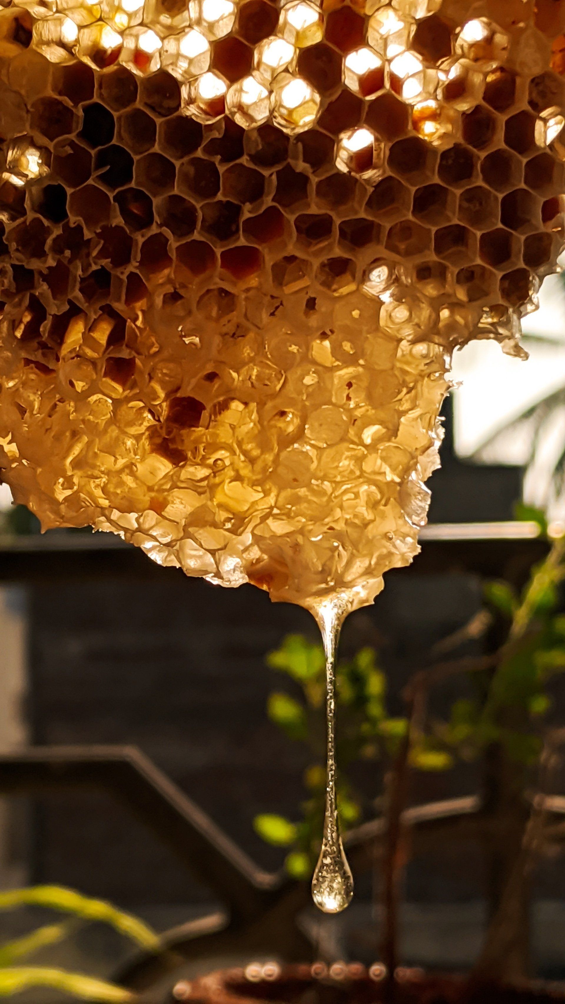 Honeycomb dripping with golden honey, backlit by sunlight.