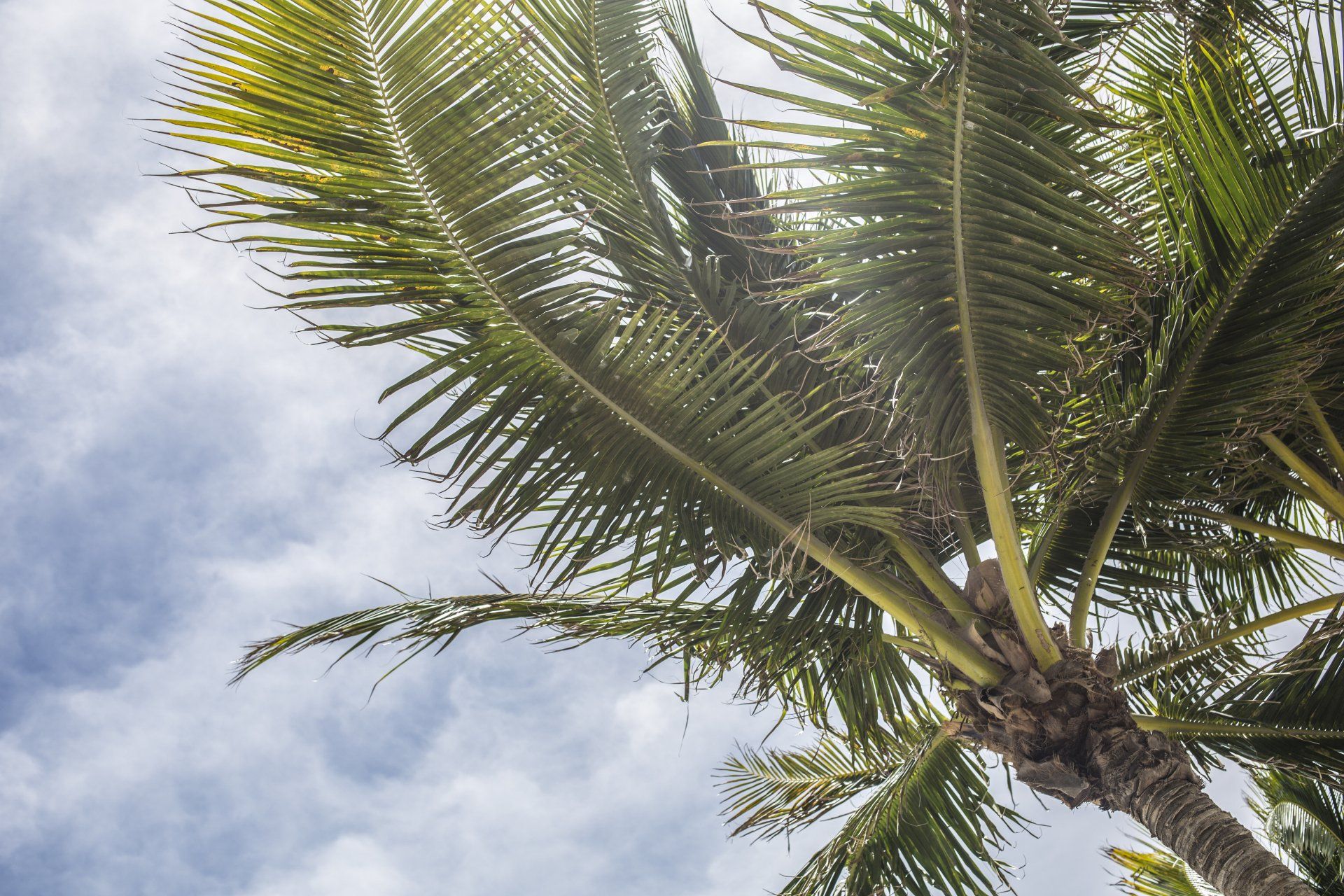looking up at a palm tree with a blue sky in the background