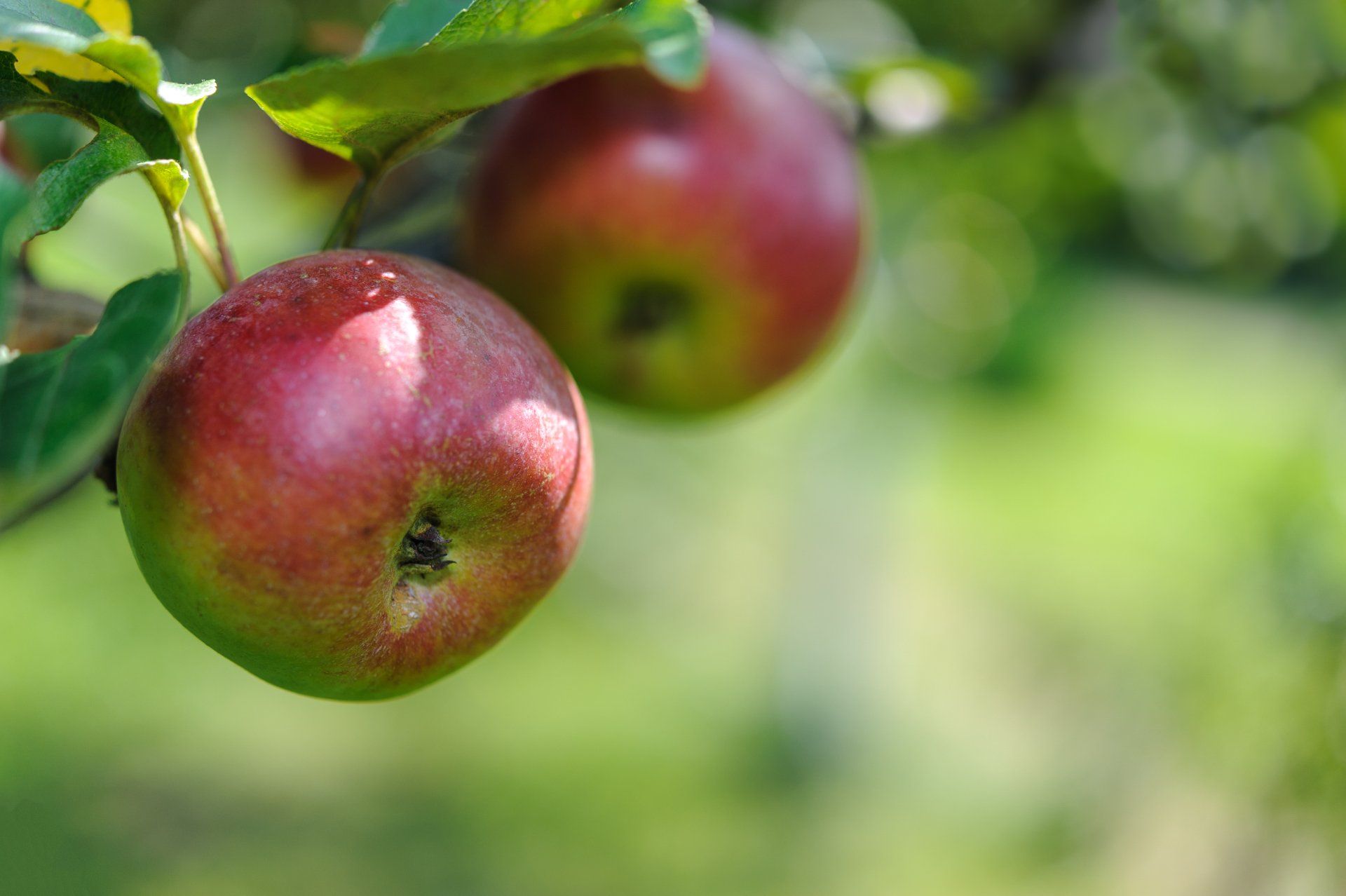 Apples on a tree