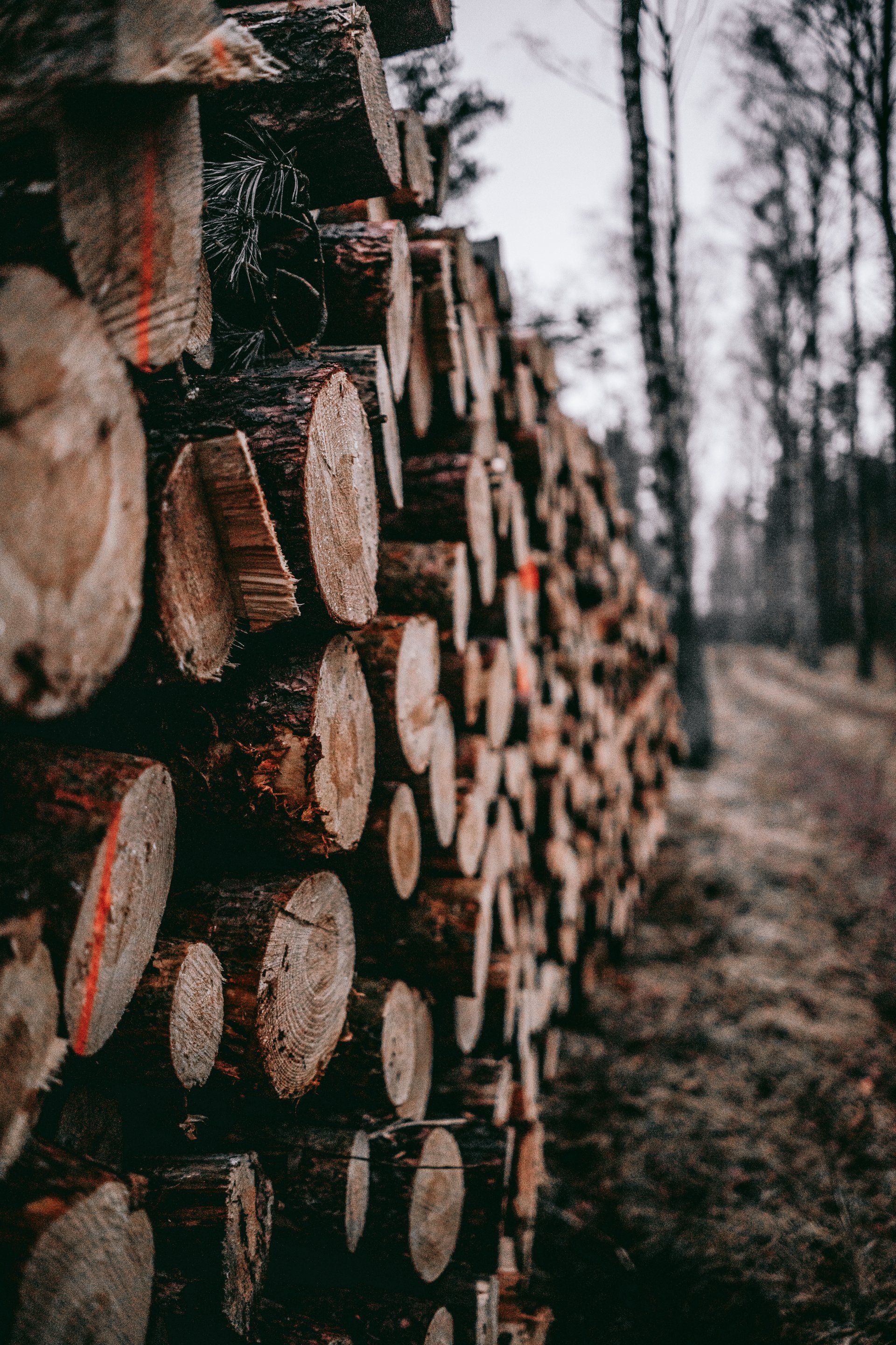 Forstservice. Ein Stapel aufgeschichteter Holzstämme im Wald.