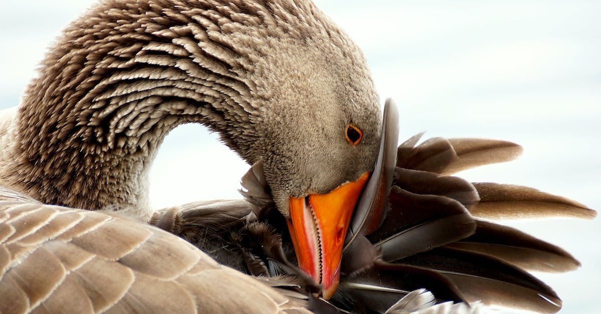 wounded goose