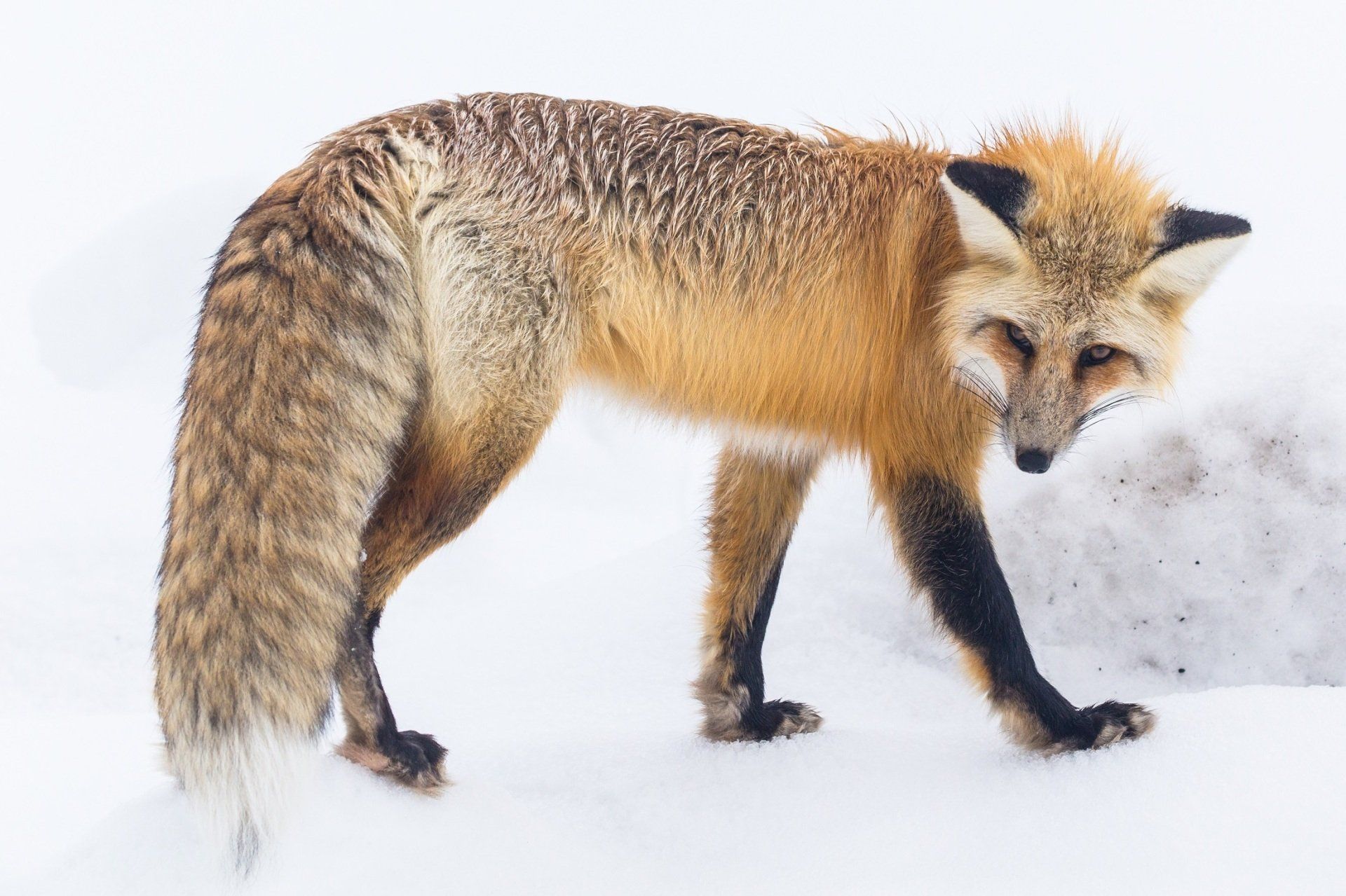 fox fur