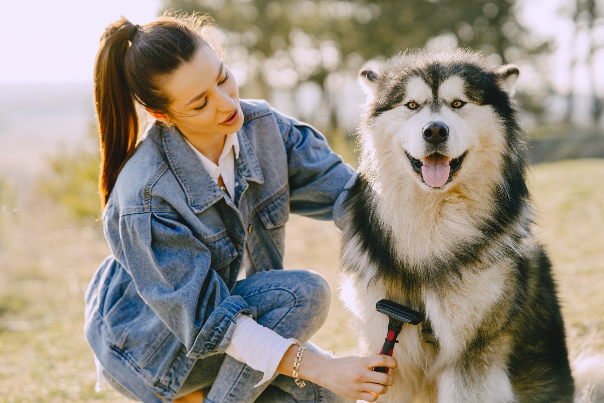 husky dog getting brushed by owner