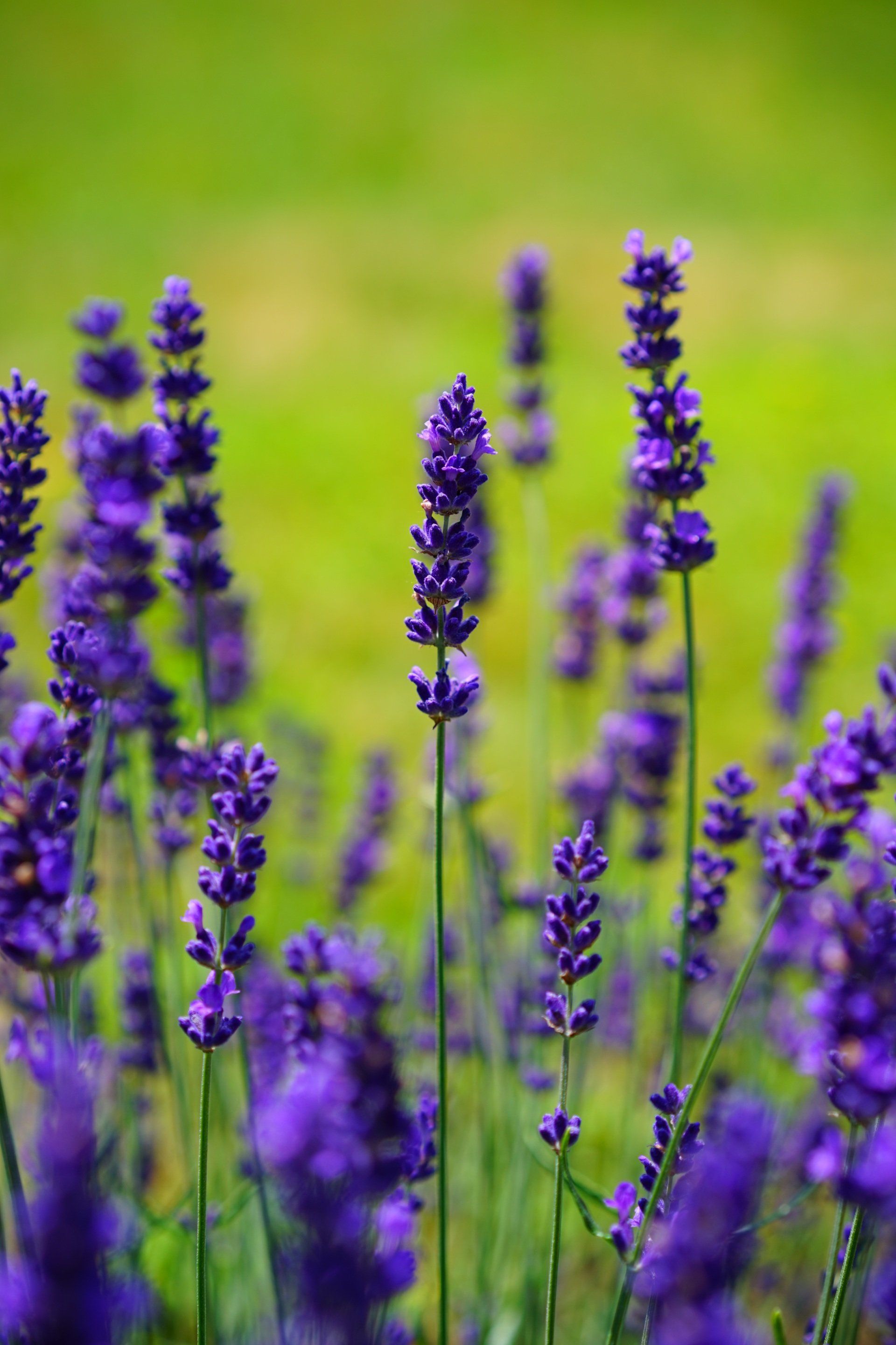 intensivt blålila lavendel mot ljusgrön bakgrund