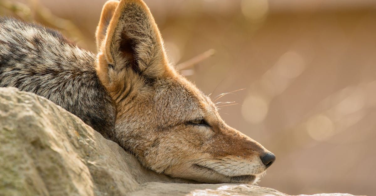 A Fox Runs - A Poem by Sue Cartwright, Spiral Leaf