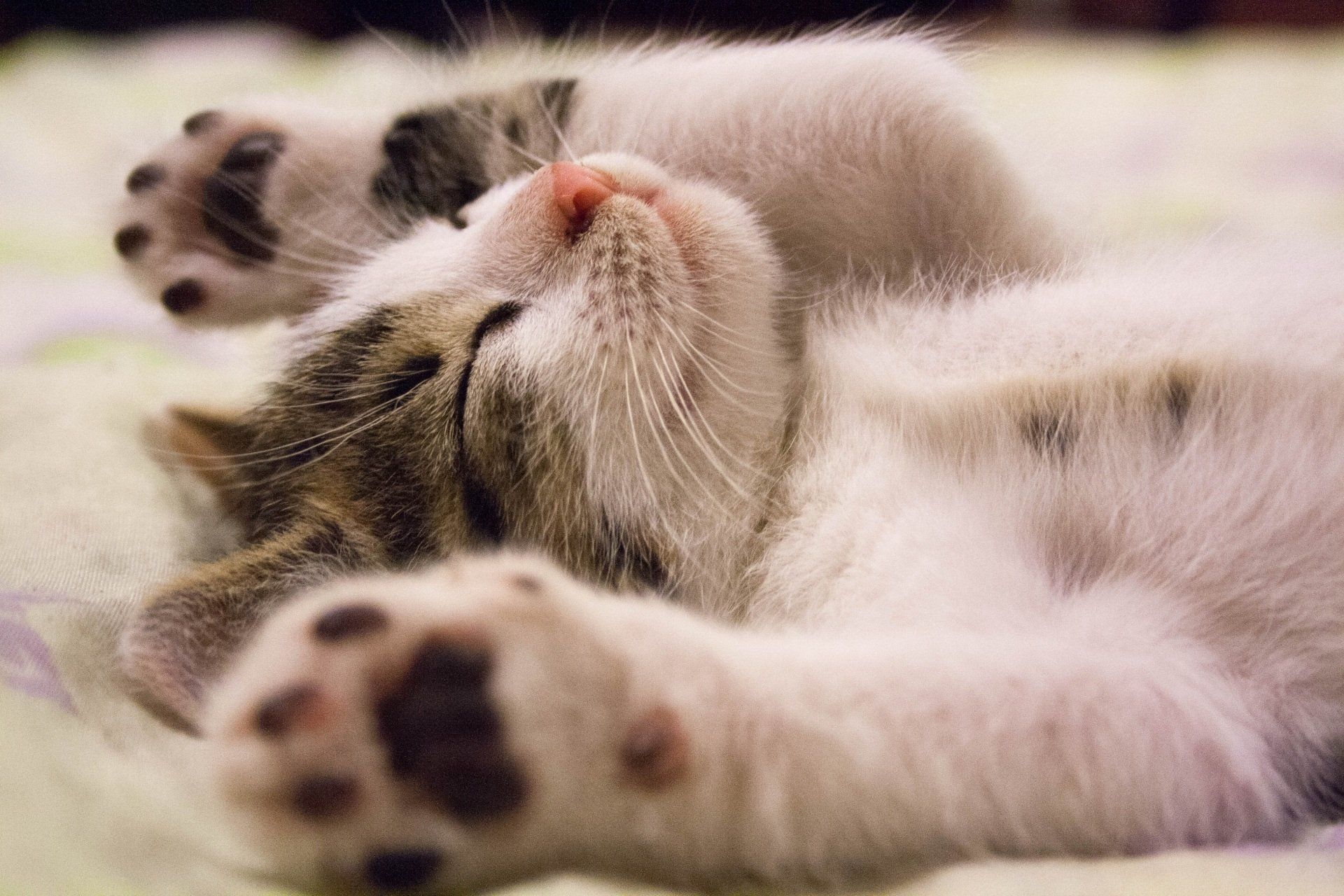 A kitten is sleeping on its back on a bed.
