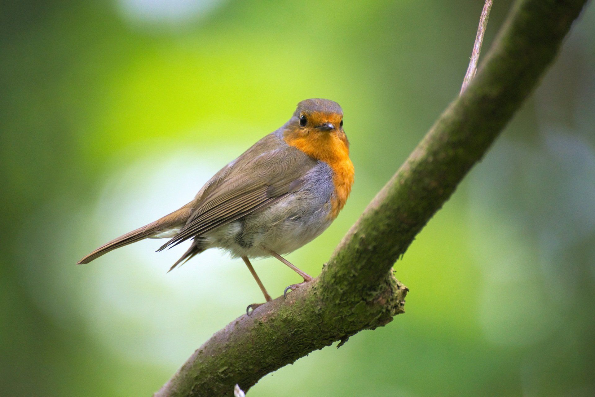 A bird staring forward with a green blurred out background