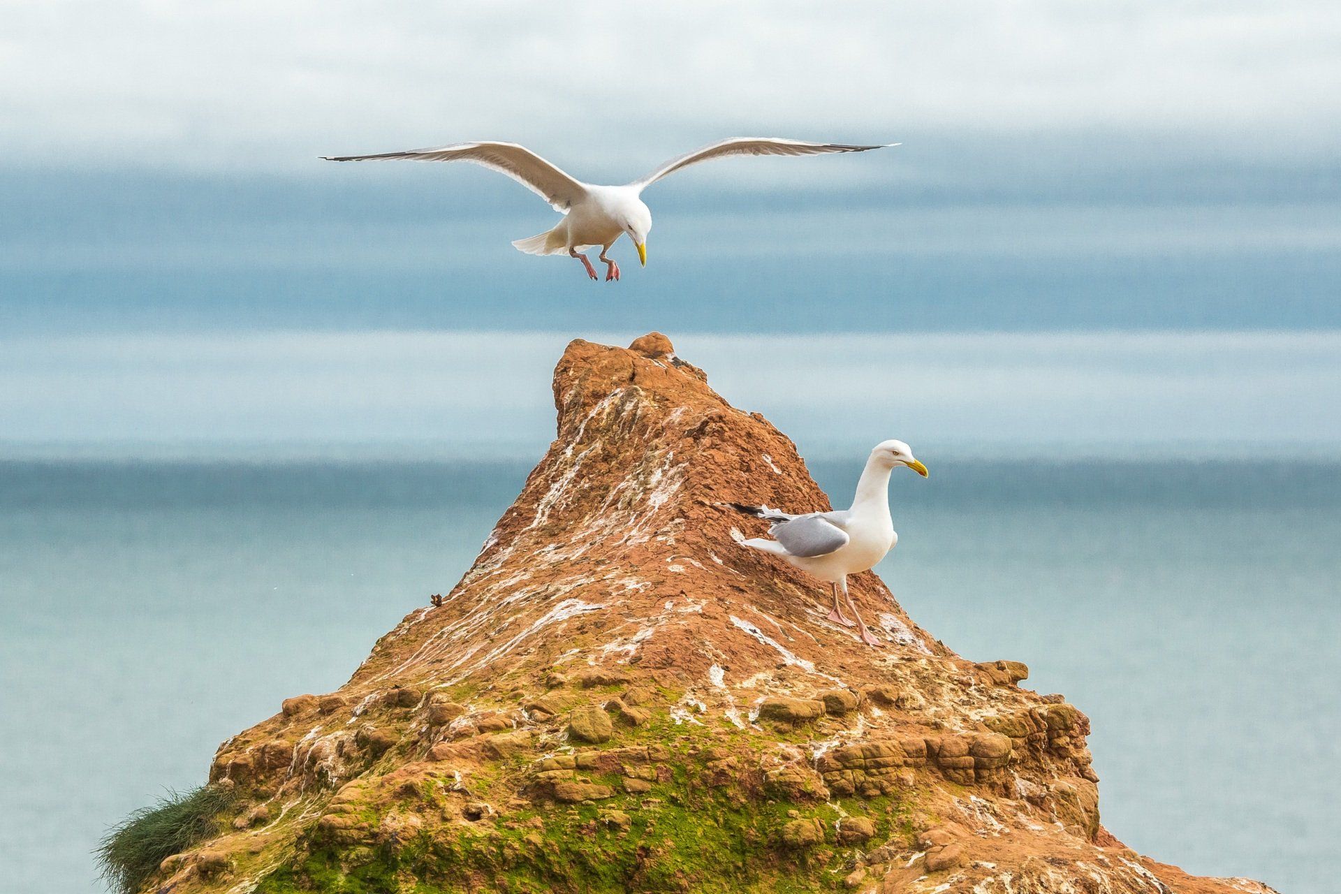 Two seagulls on a rocky, moss-covered cliff overlooking the sea; one lands from above while the other stands on the peak.