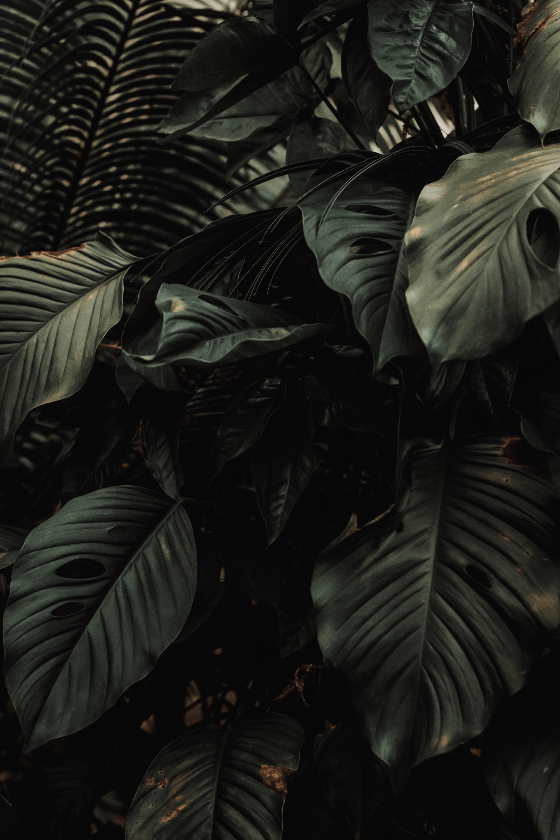 green foliage